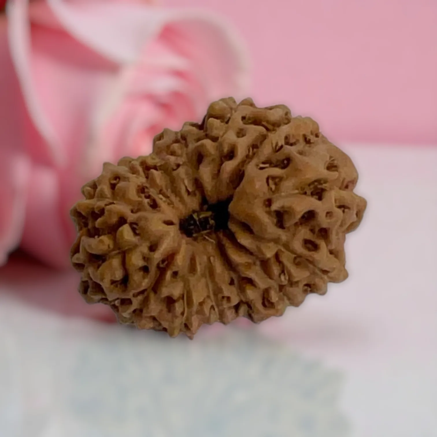 Natural 14 Mukhi Rudraksha