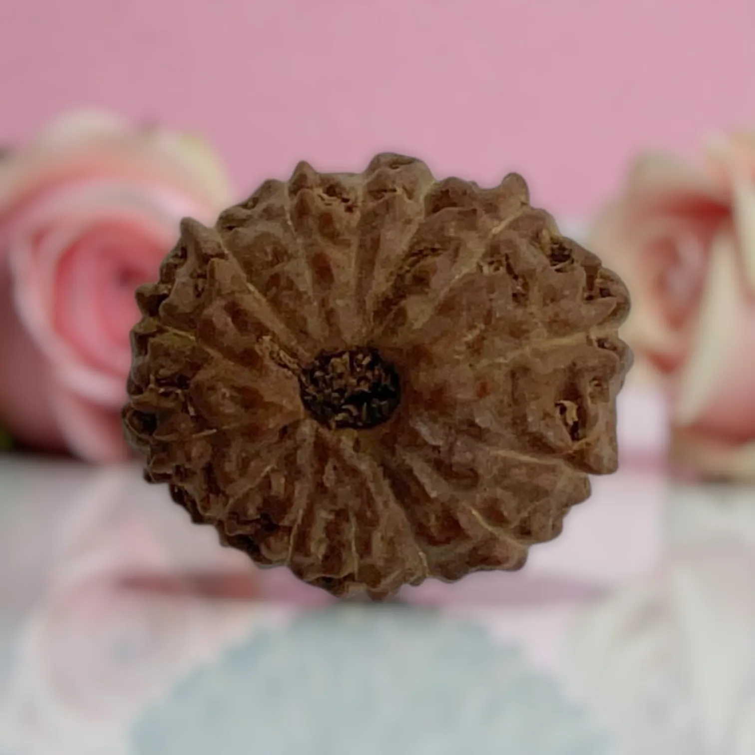 Natural 14 Mukhi Rudraksha
