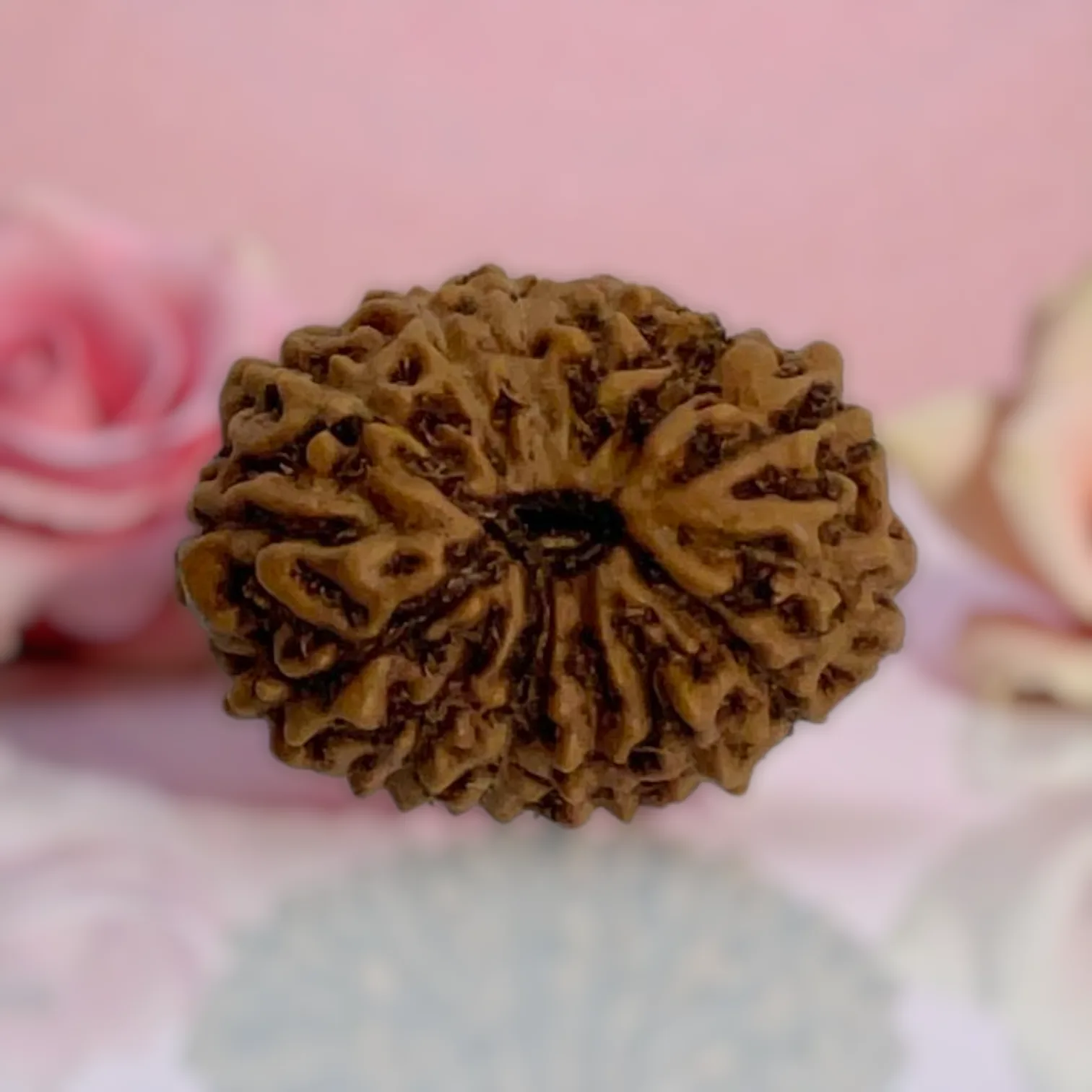 Natural 14 Mukhi Rudraksha