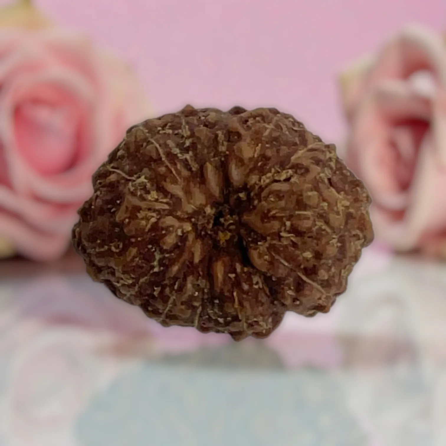 Natural 14 Mukhi Rudraksha