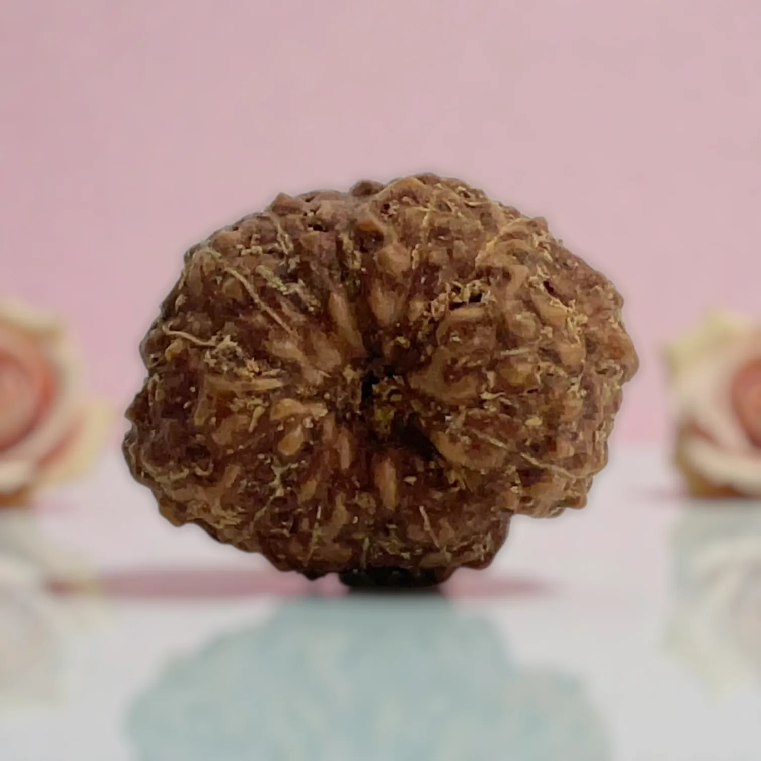 Natural 14 Mukhi Rudraksha