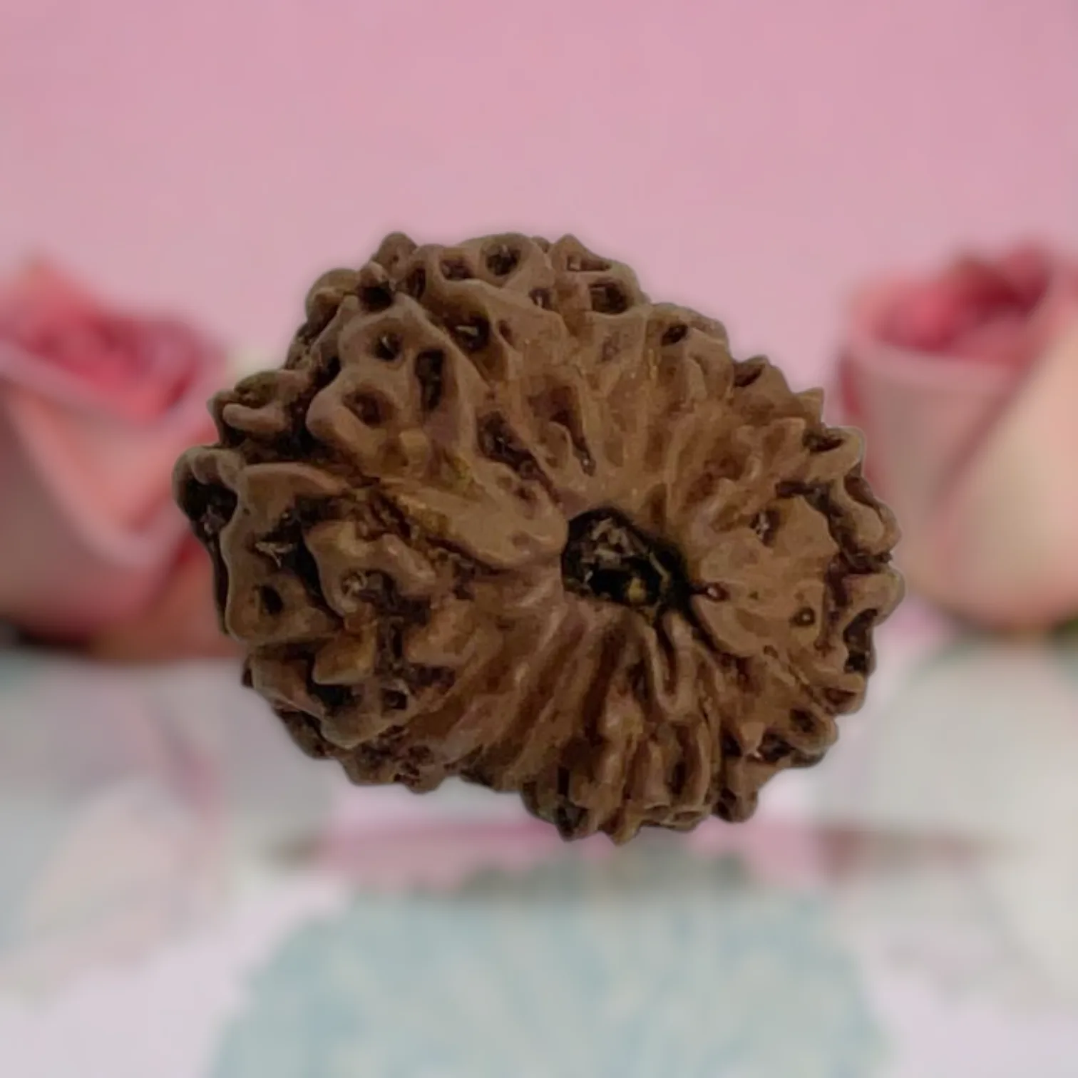 Natural 14 Mukhi Rudraksha