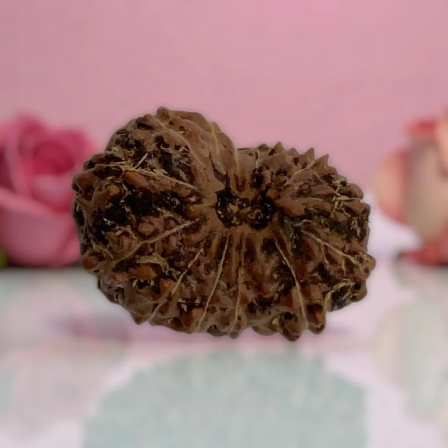 Natural 14 Mukhi Rudraksha