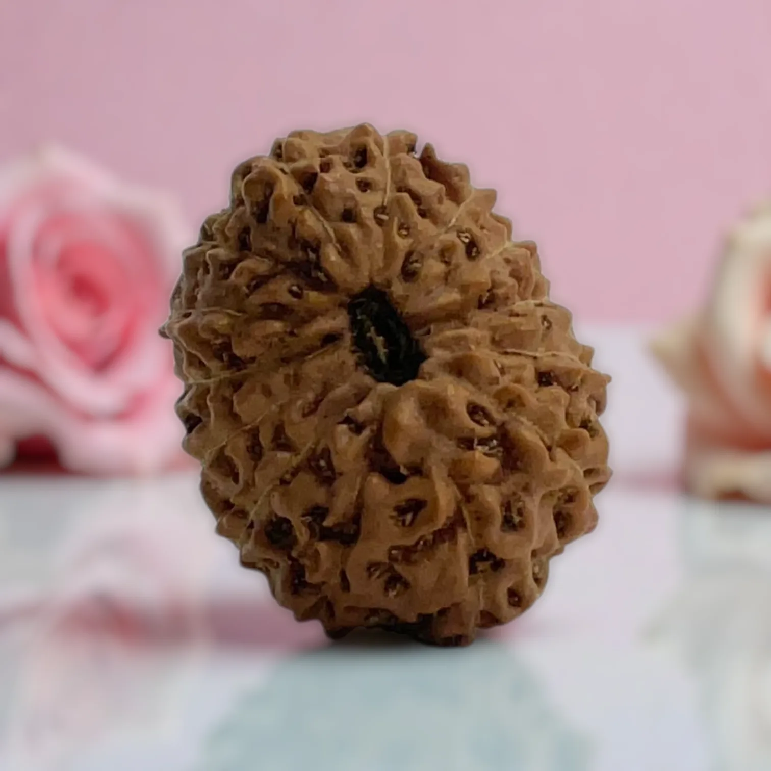 Natural 14 Mukhi Rudraksha