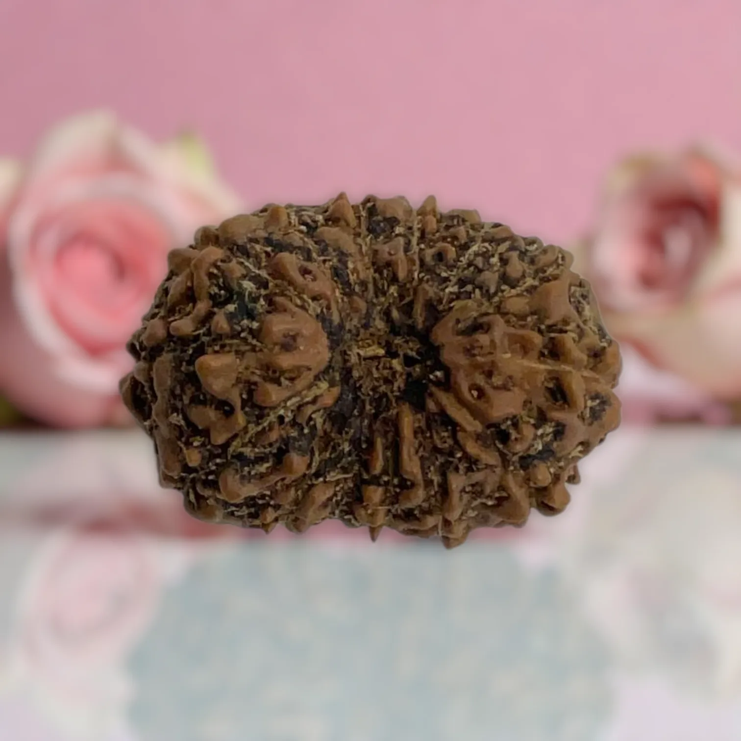 Natural 14 Mukhi Rudraksha
