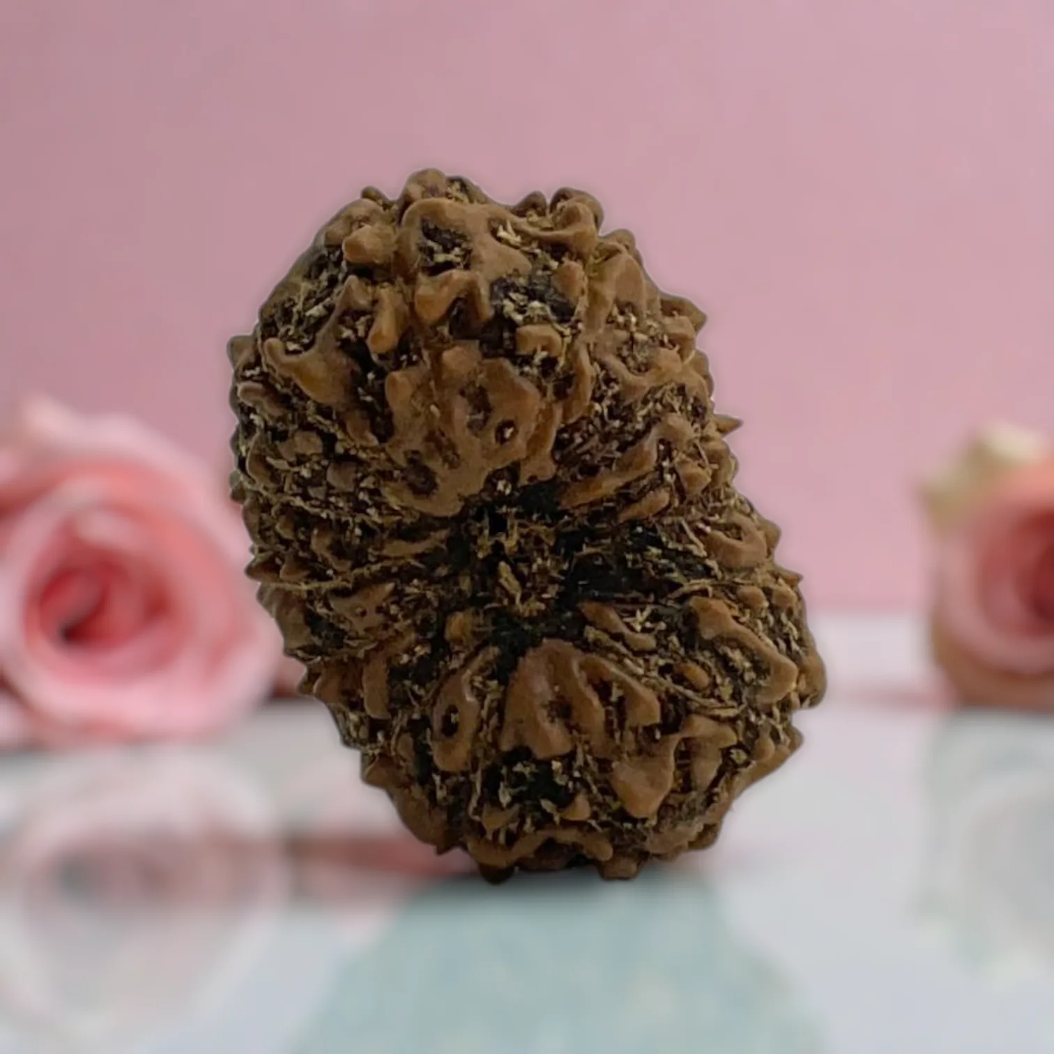 Natural 14 Mukhi Rudraksha