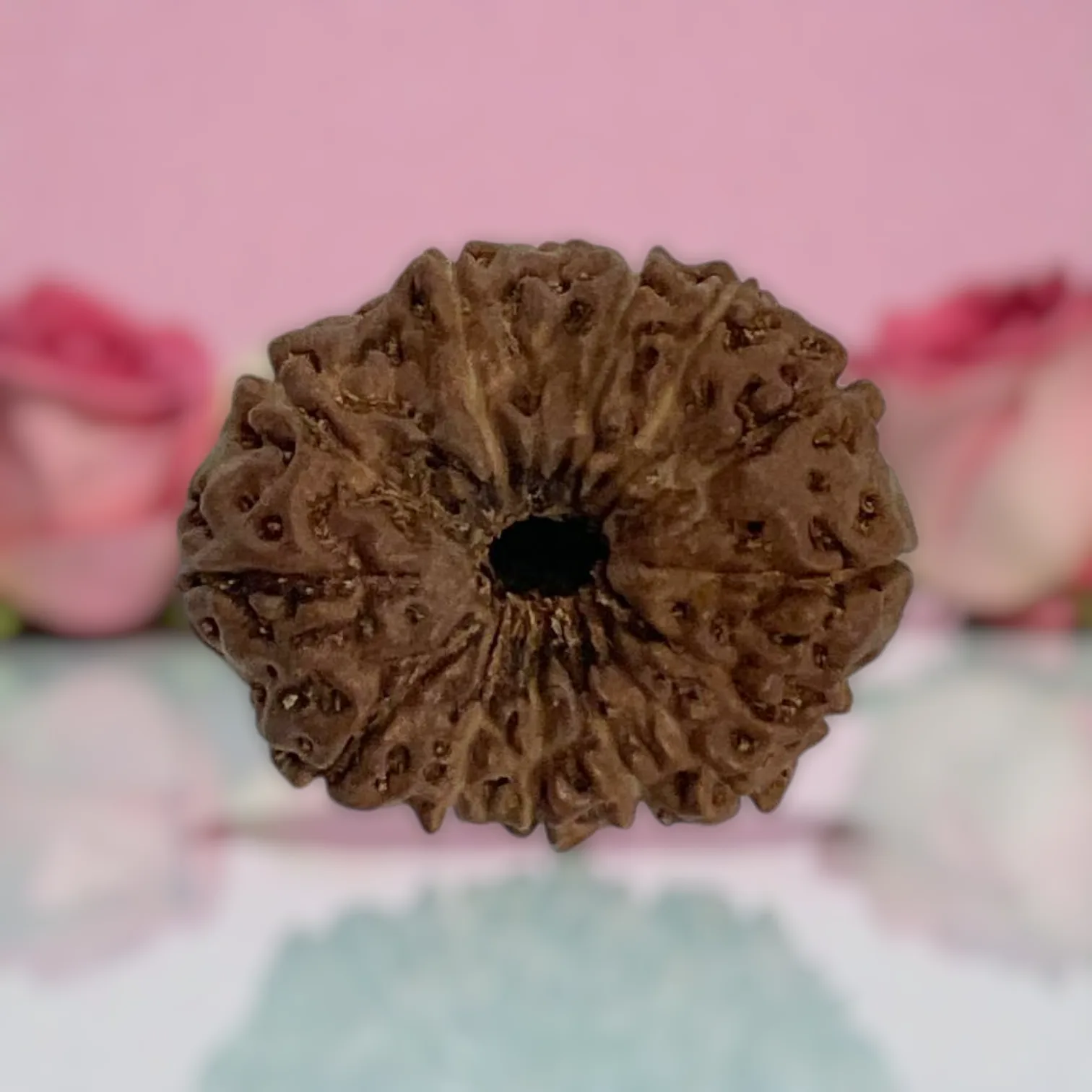 Natural 14 Mukhi Rudraksha