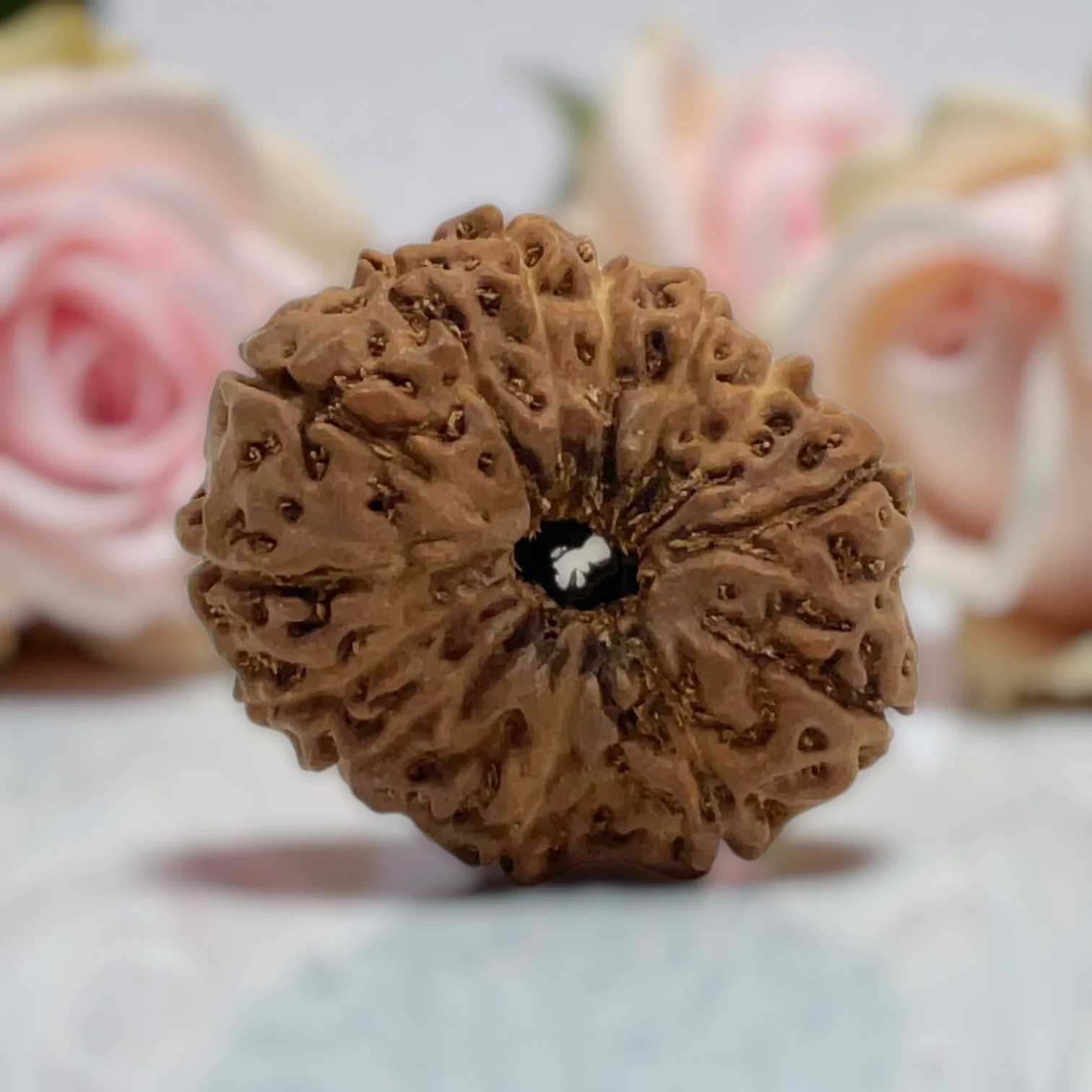 Natural 14 Mukhi Rudraksha