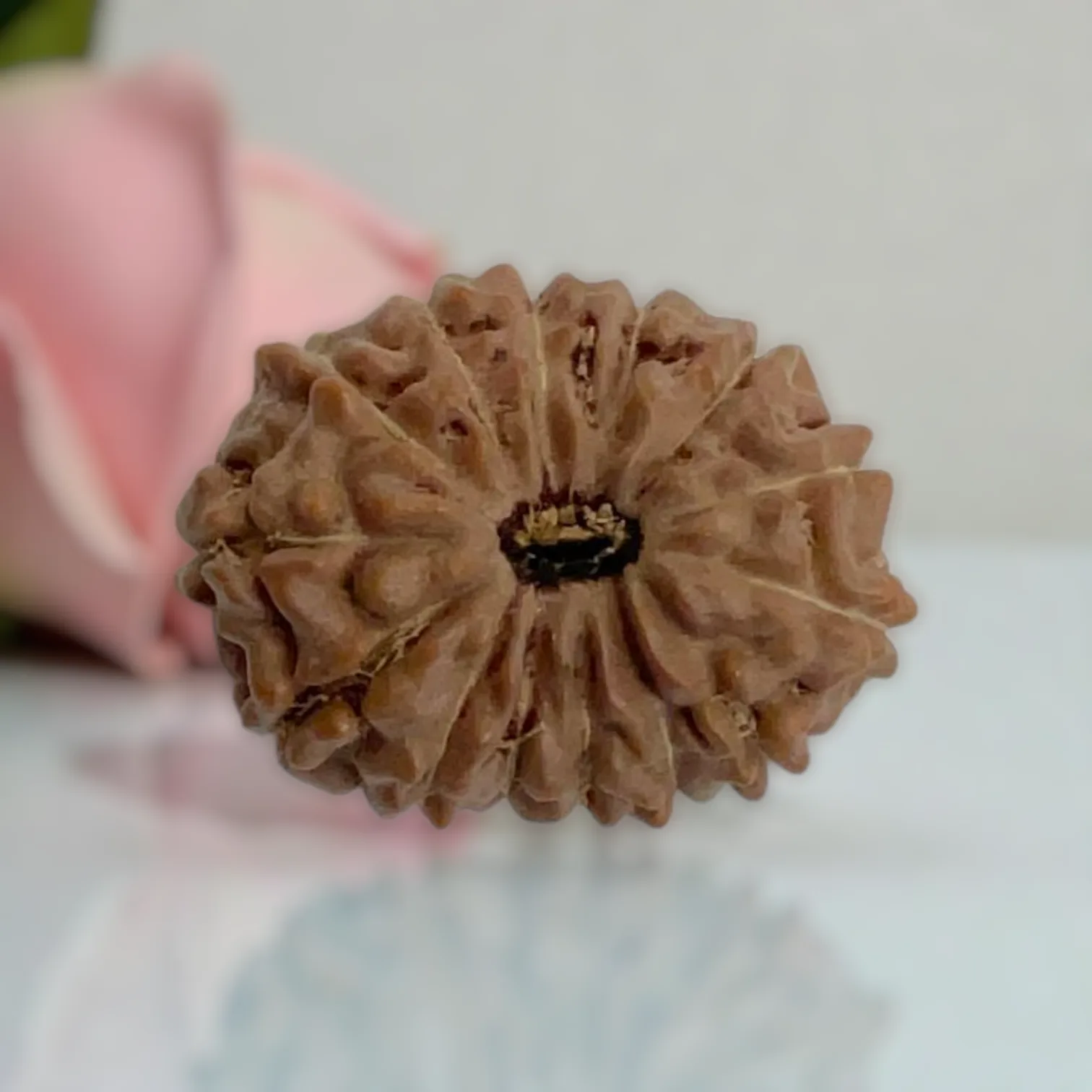 Natural 14 Mukhi Rudraksha