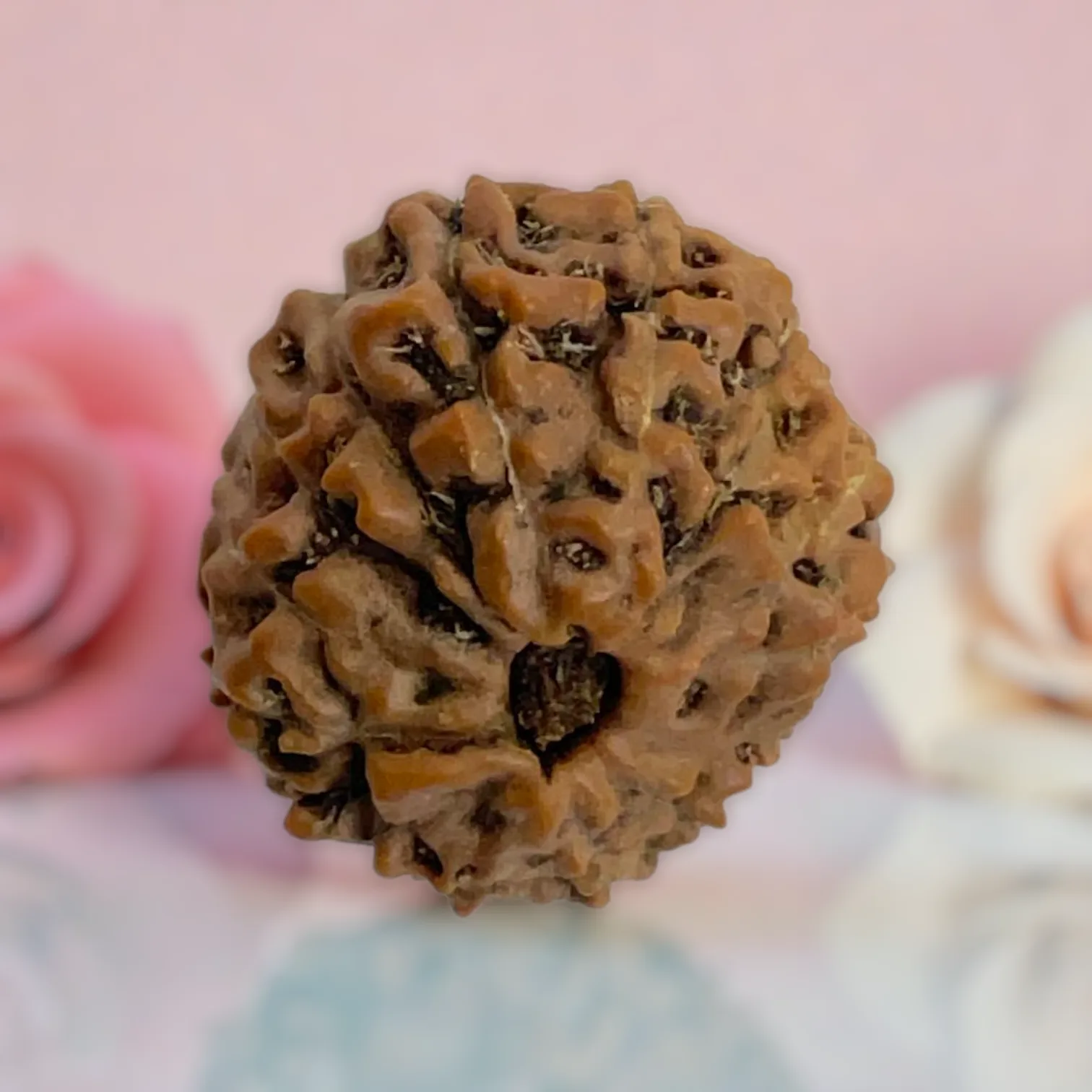 Natural 14 Mukhi Rudraksha