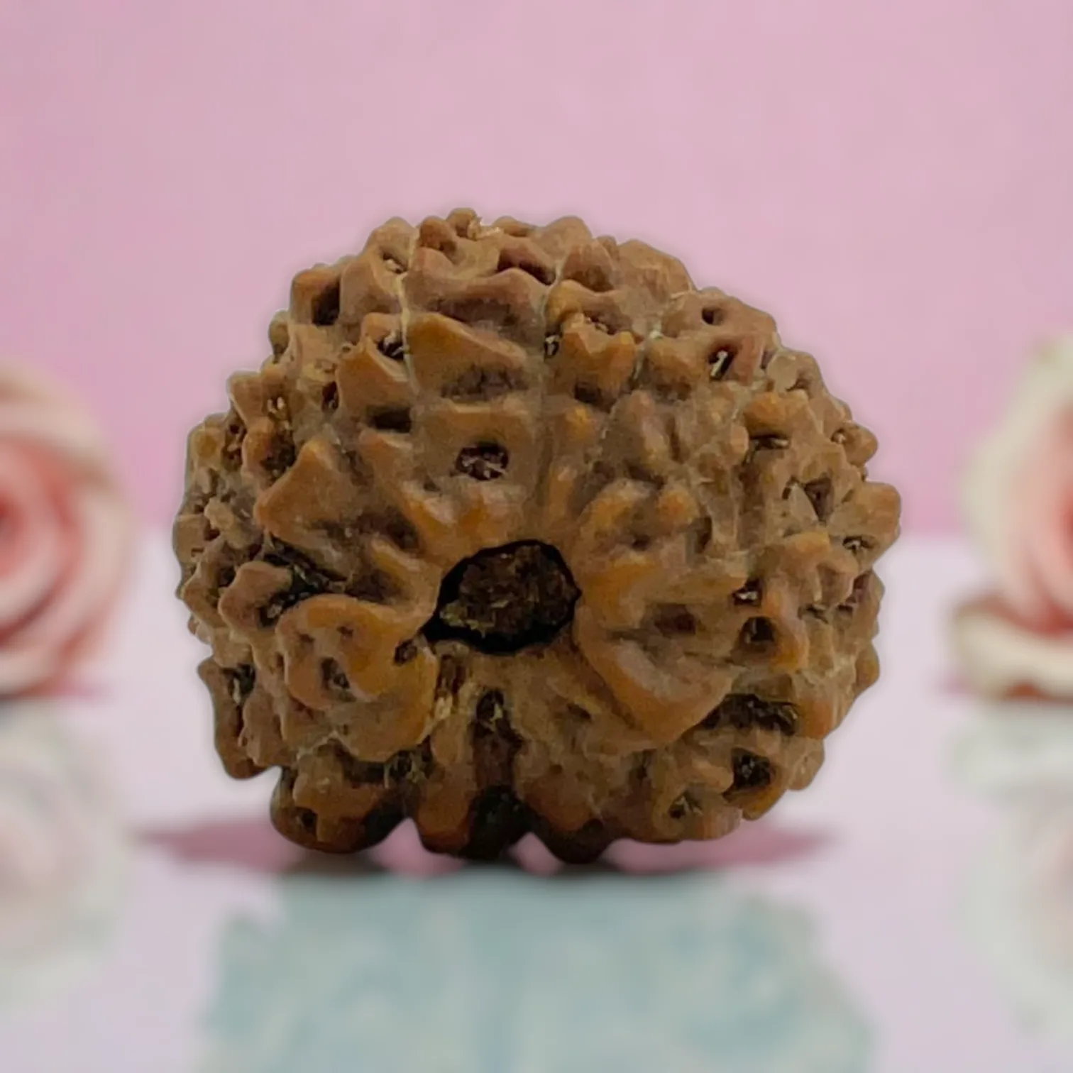 Natural 14 Mukhi Rudraksha