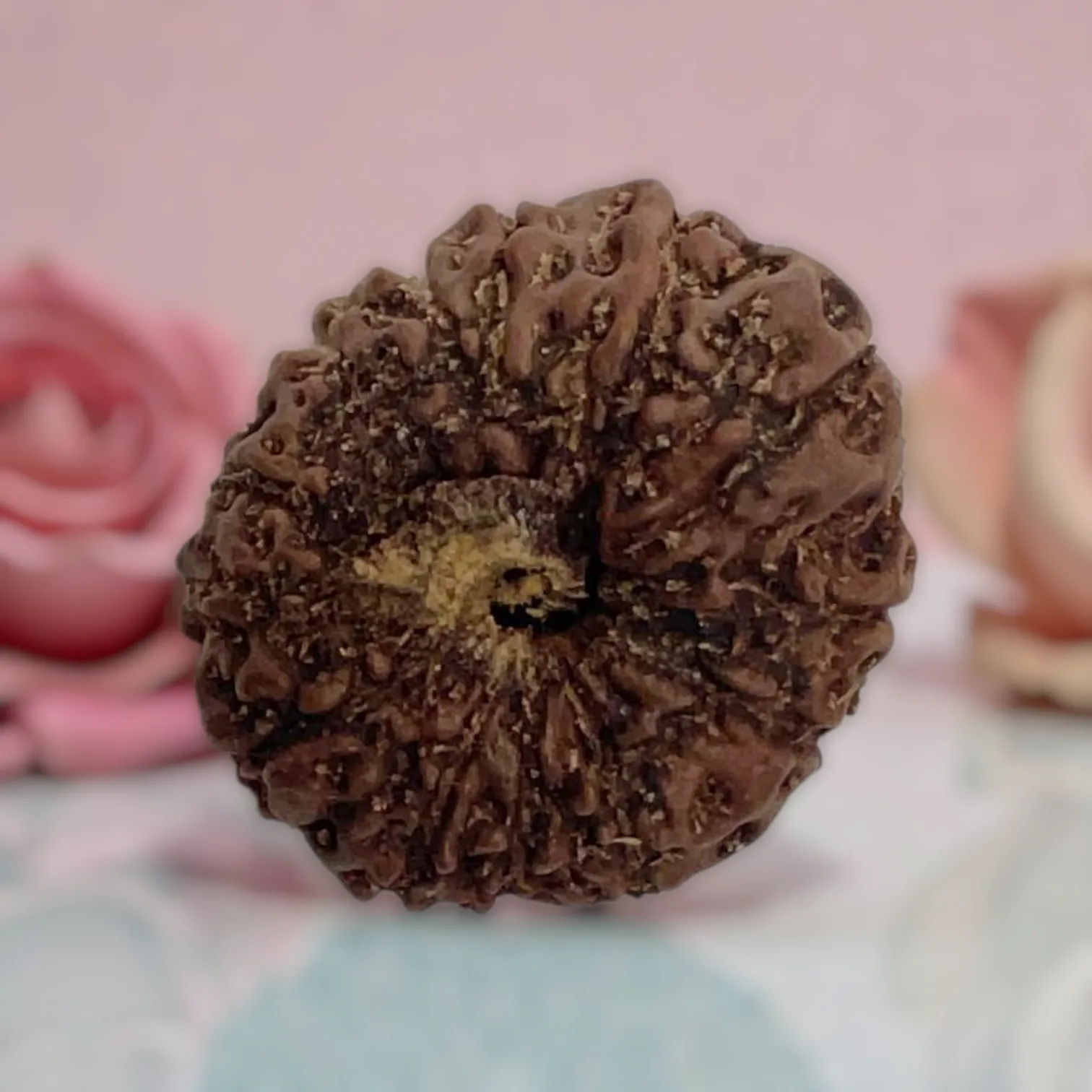Natural 14 Mukhi Rudraksha