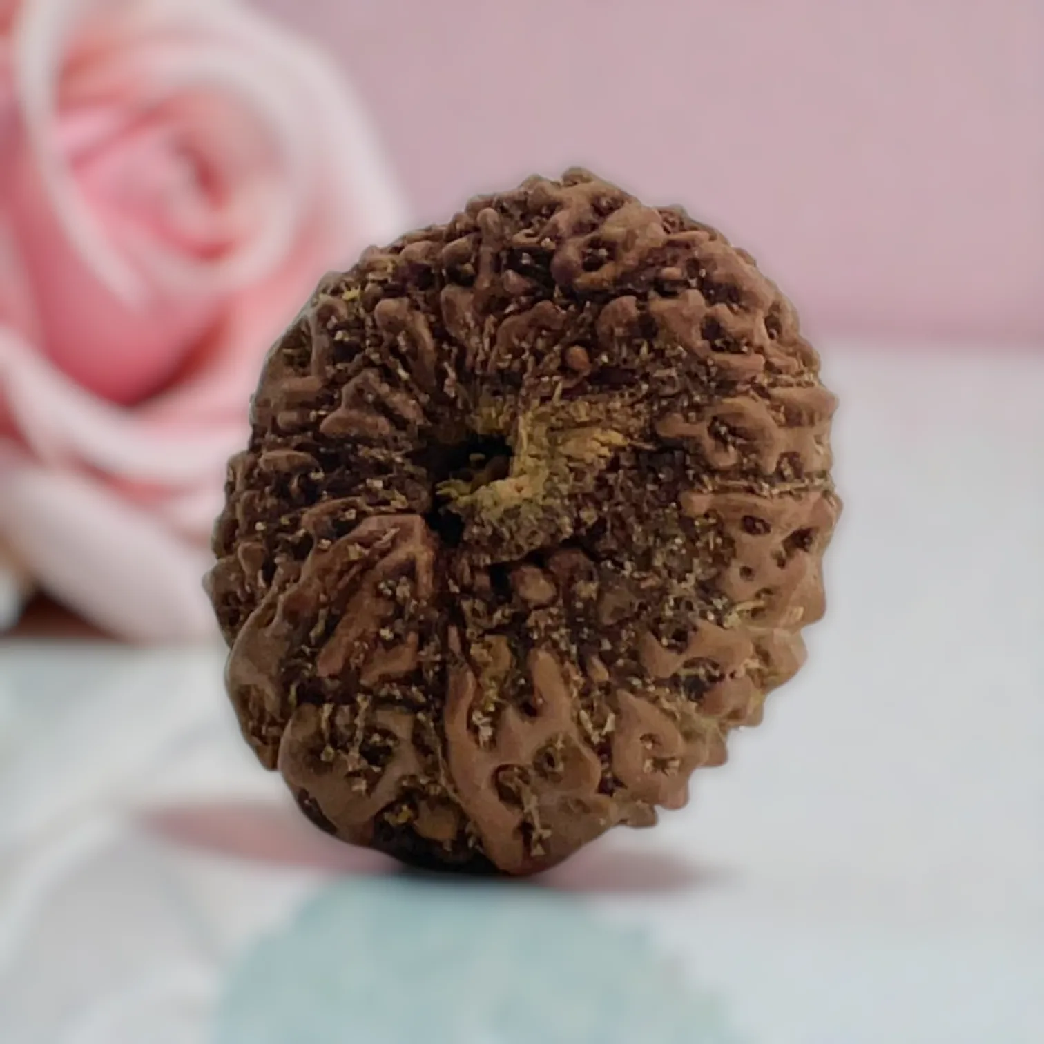 Natural 14 Mukhi Rudraksha