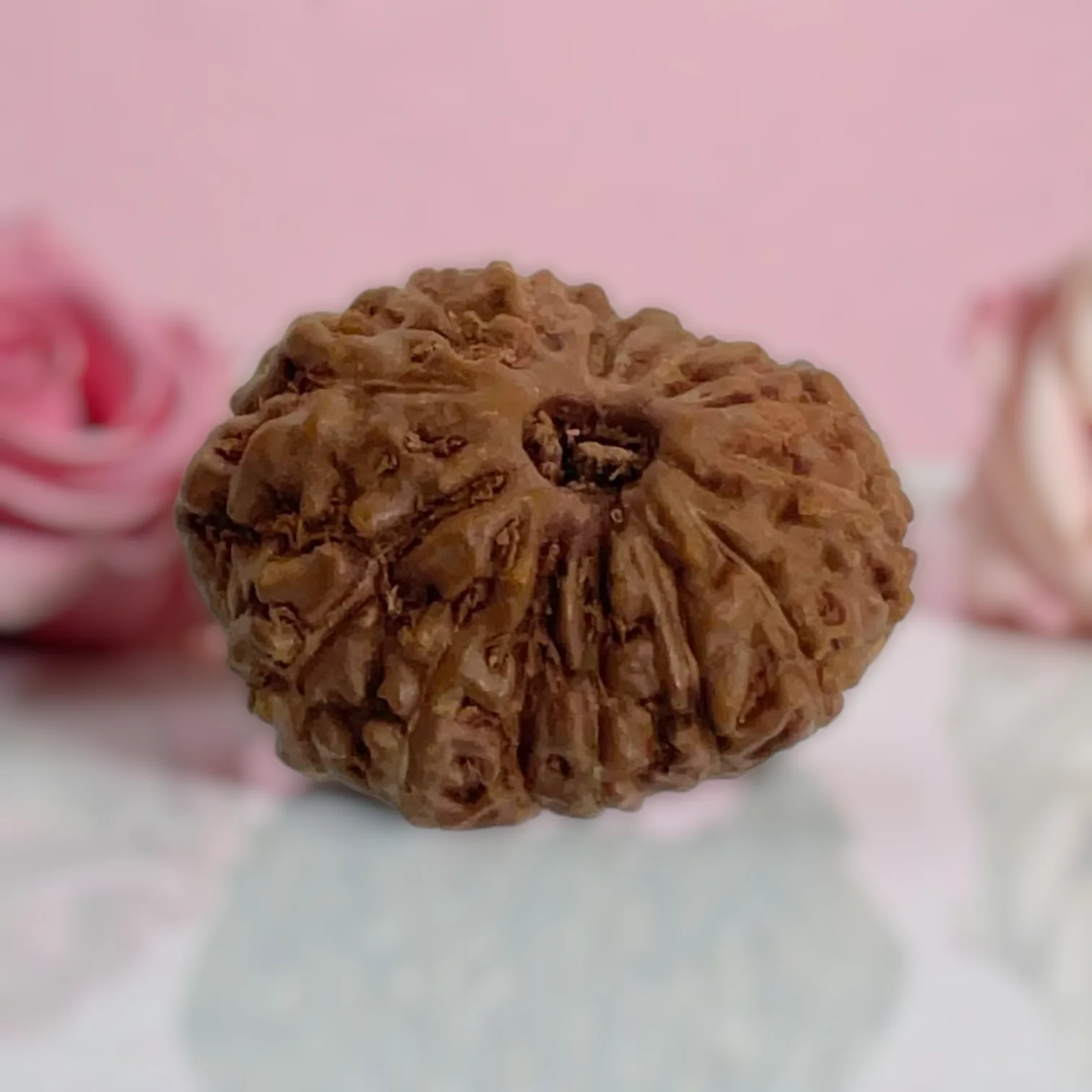 Natural 14 Mukhi Rudraksha