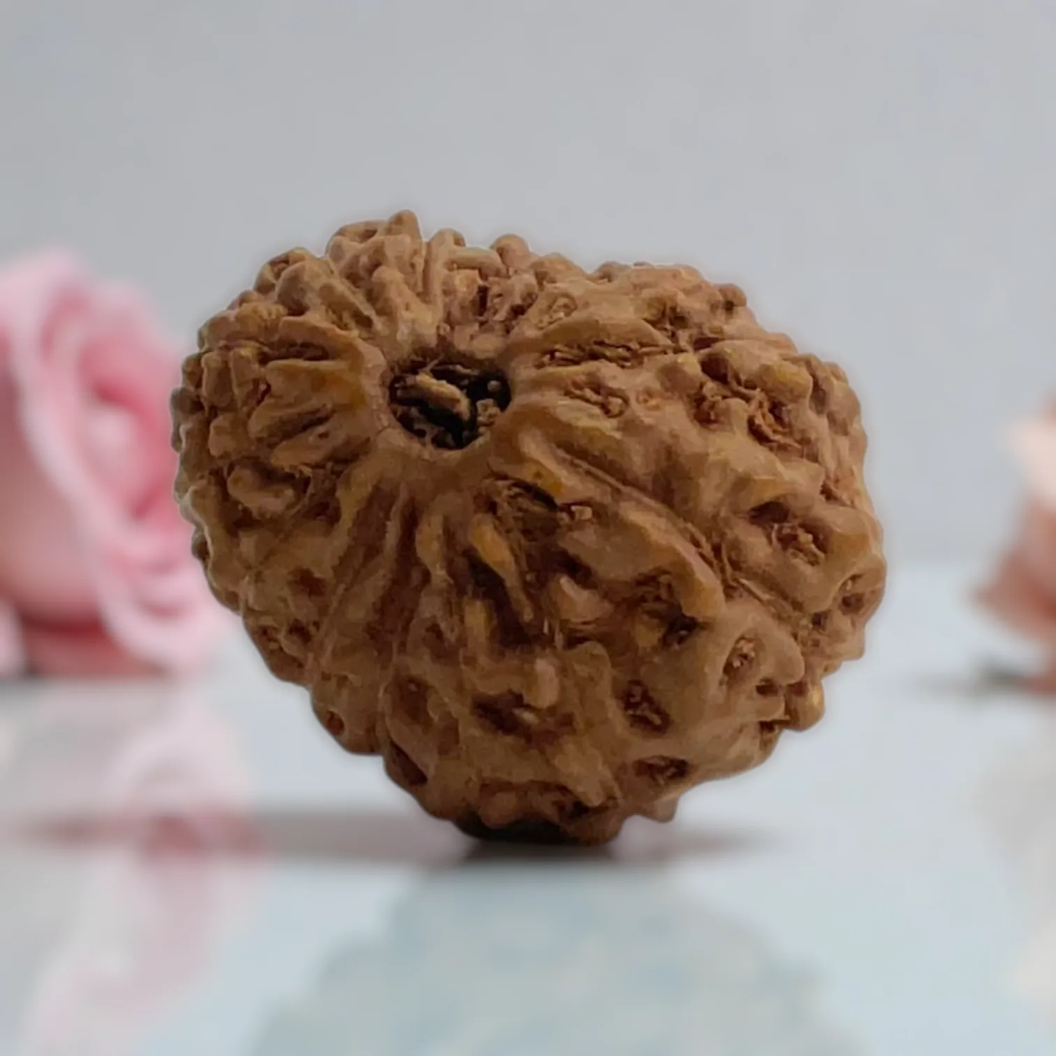 Natural 14 Mukhi Rudraksha