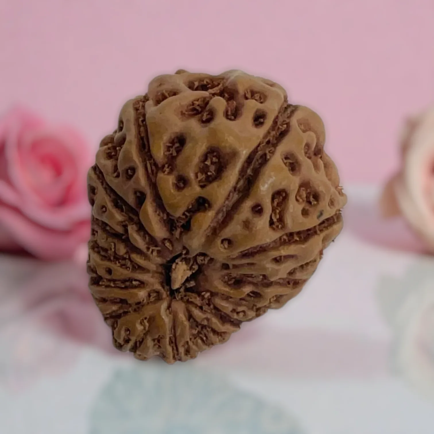 Natural 14 Mukhi Rudraksha