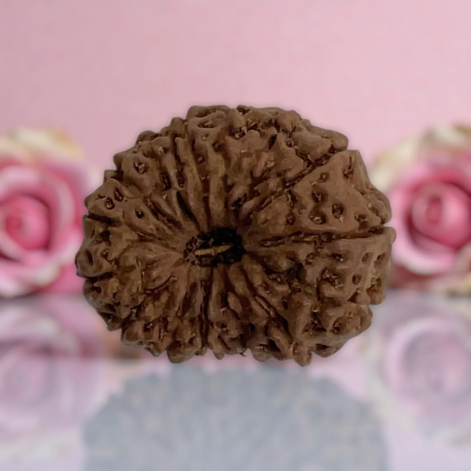 Natural 14 Mukhi Rudraksha