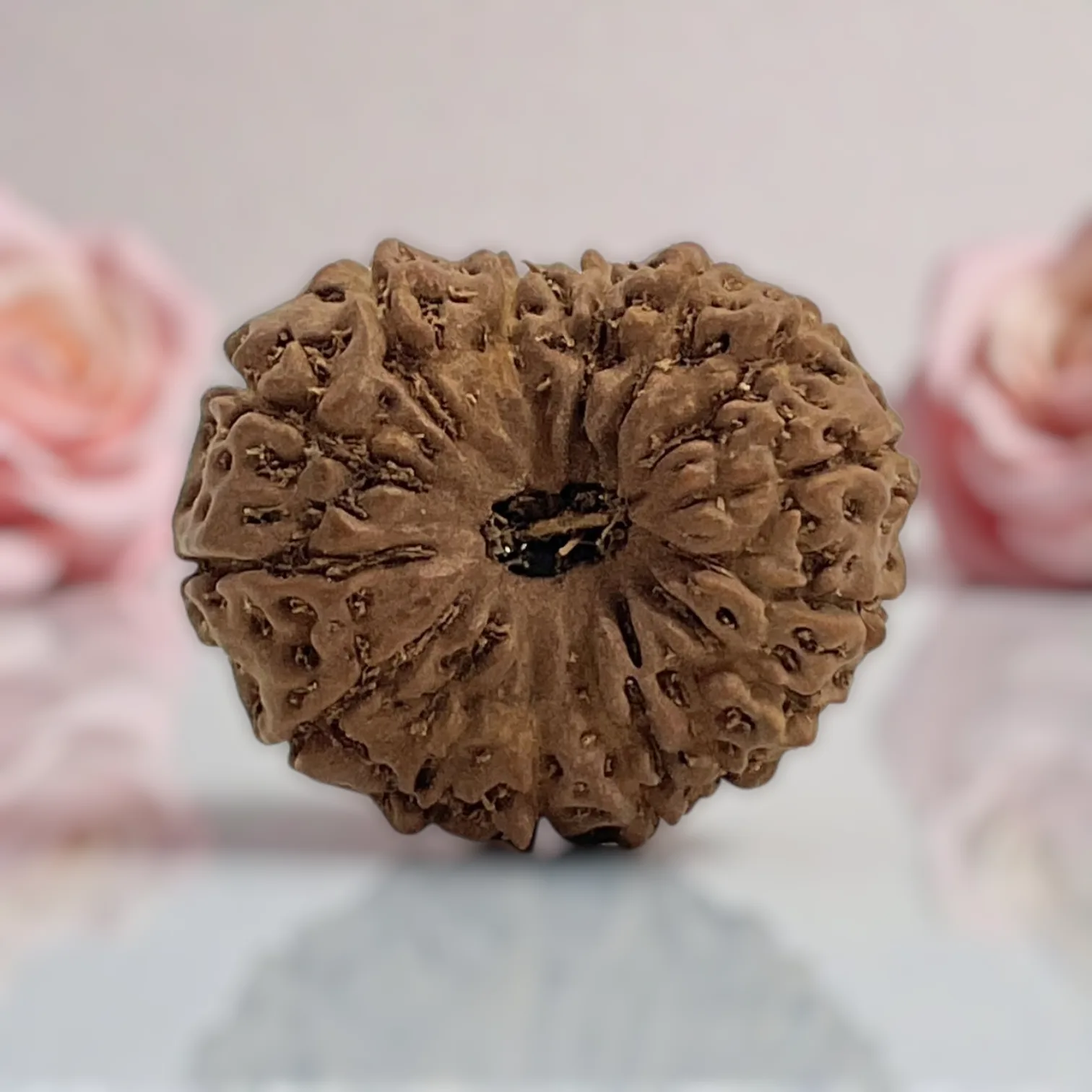 Natural 14 Mukhi Rudraksha