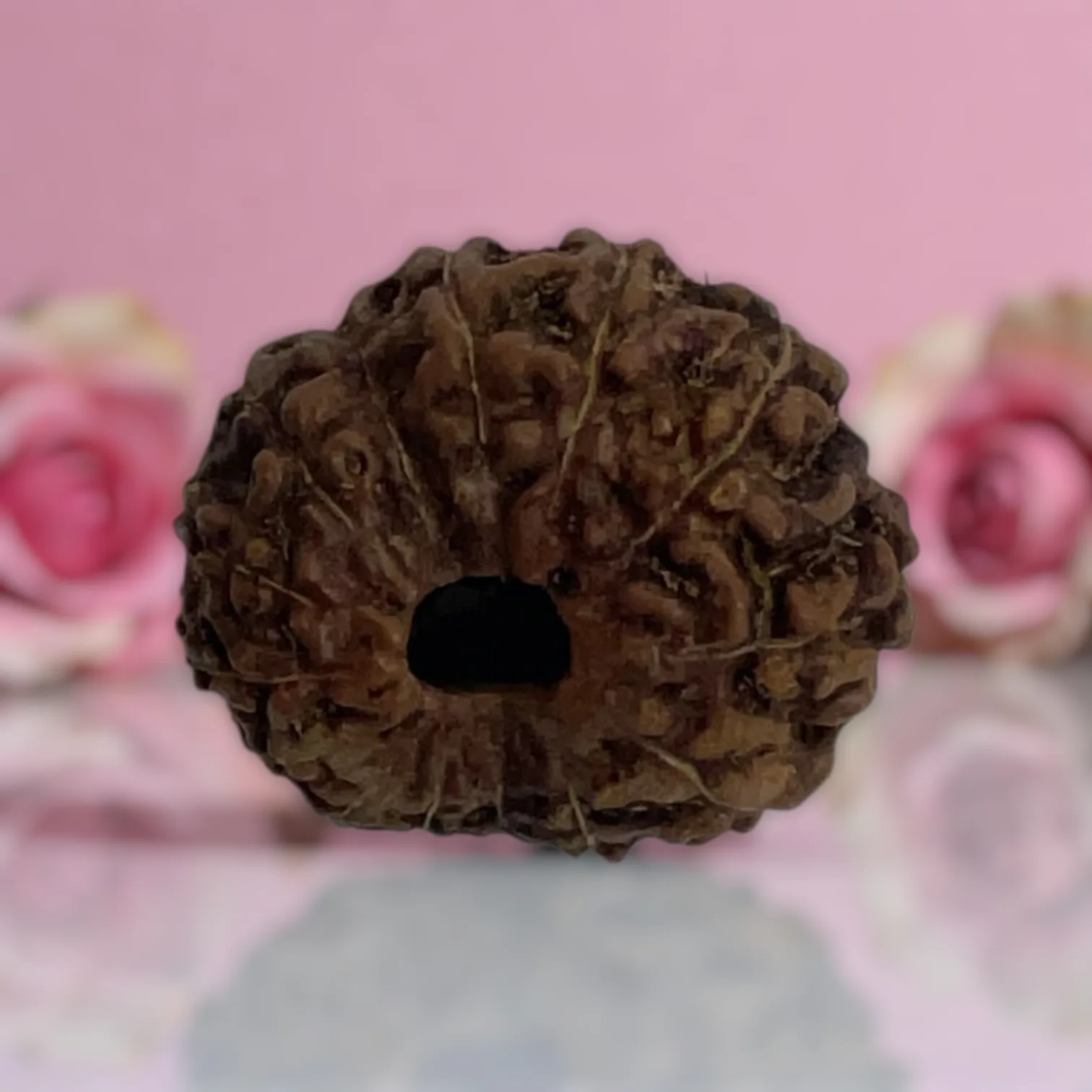 Natural 14 Mukhi Rudraksha