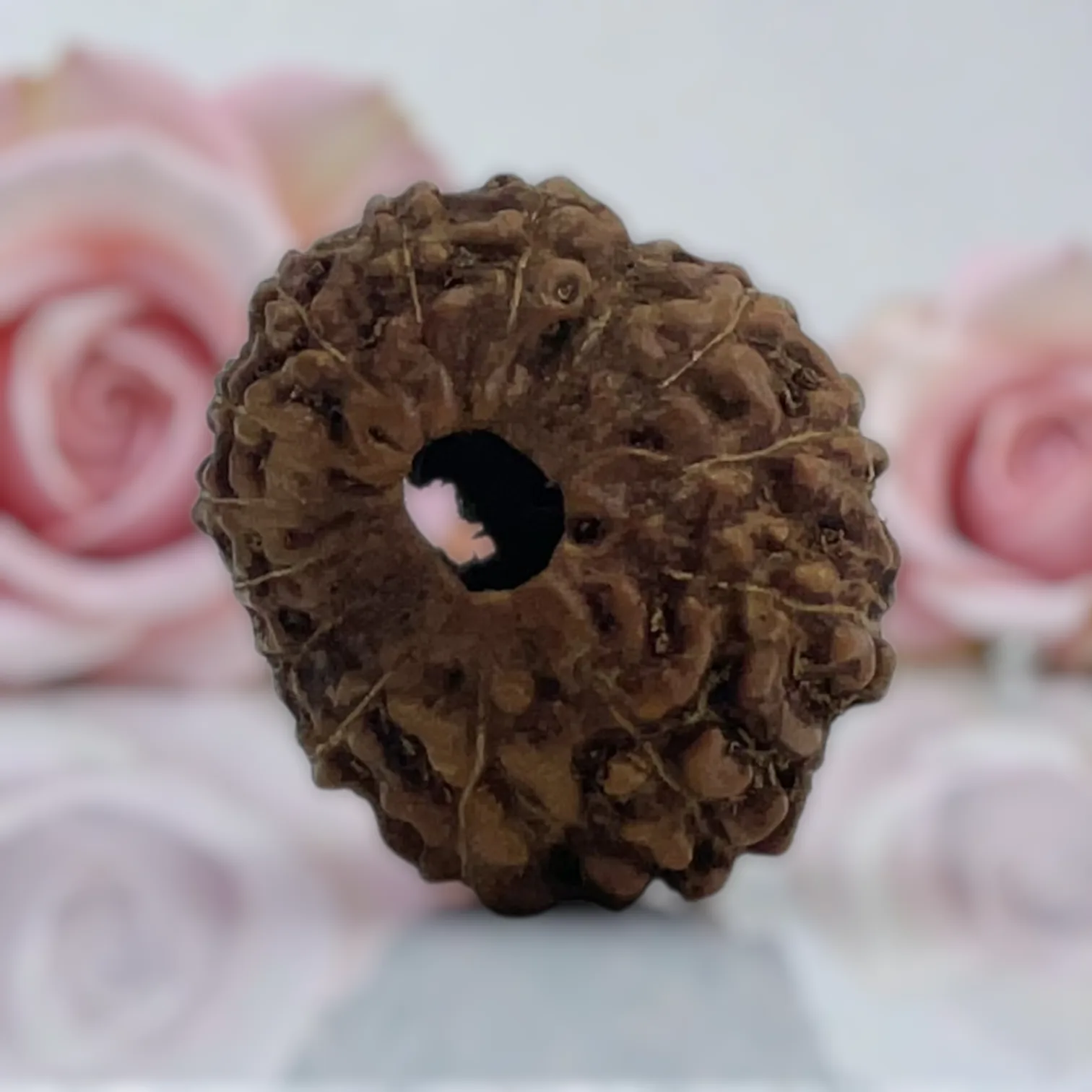 Natural 14 Mukhi Rudraksha