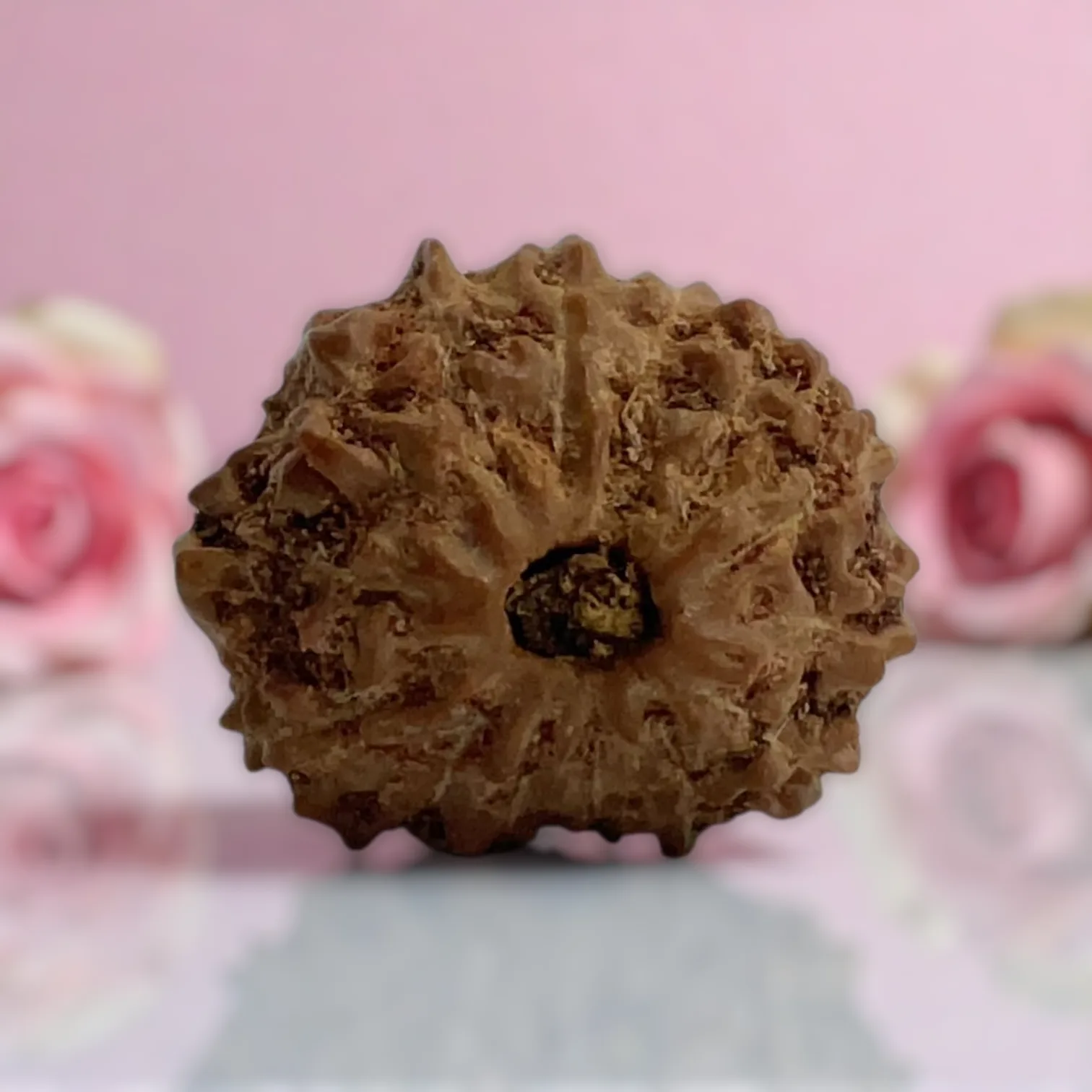 Natural 14 Mukhi Rudraksha