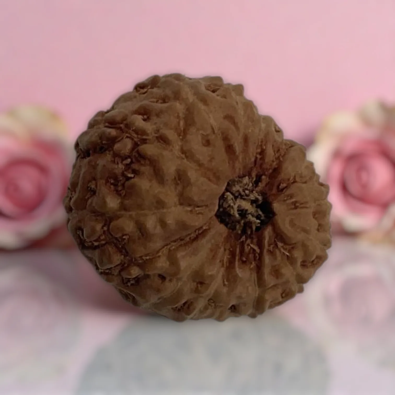 Natural 14 Mukhi Rudraksha