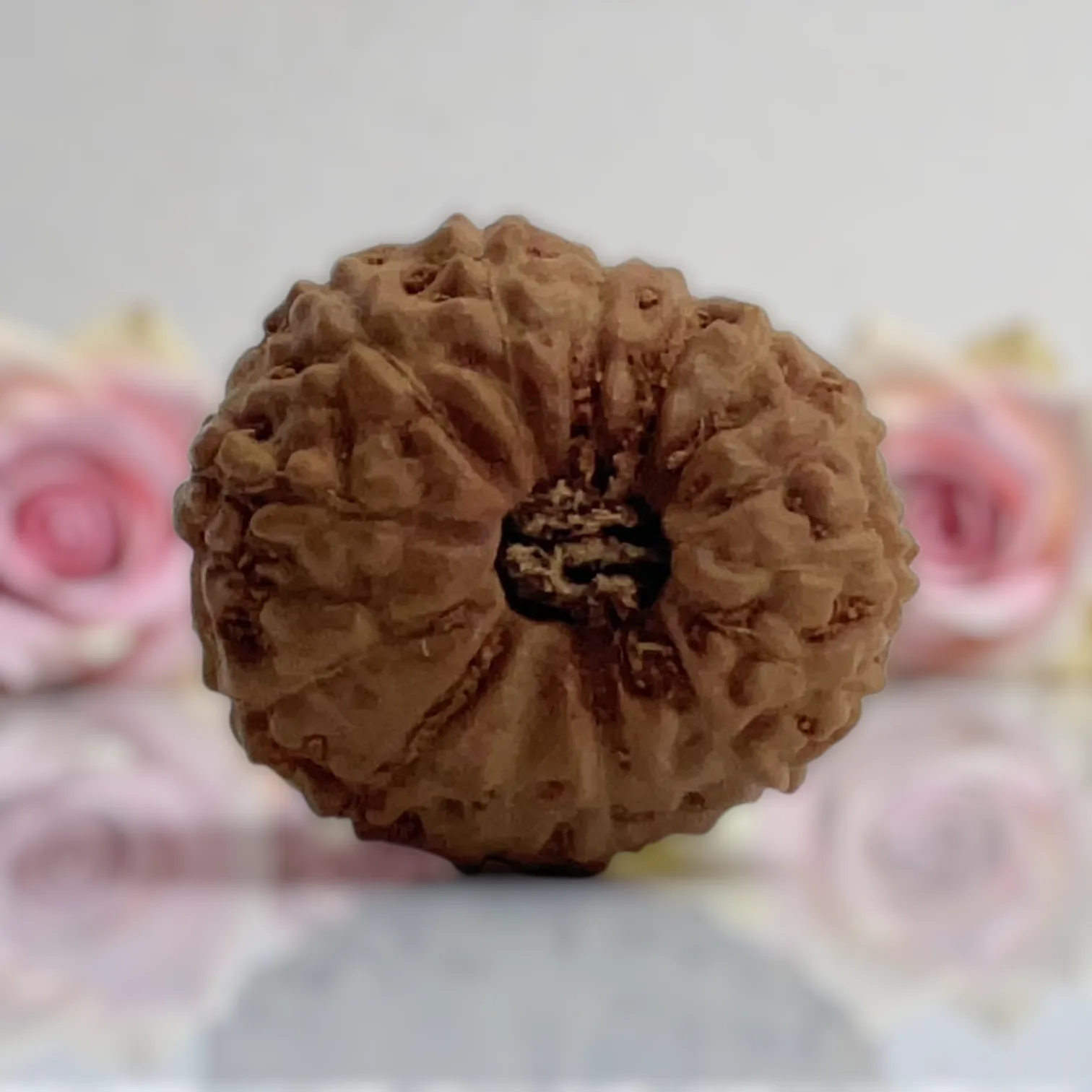 Natural 14 Mukhi Rudraksha