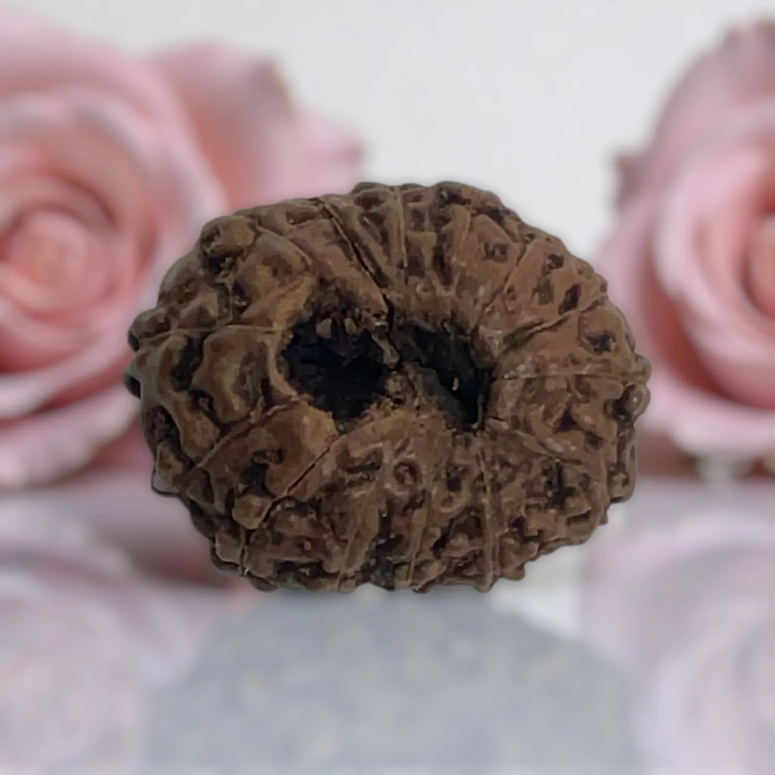Natural 14 Mukhi Rudraksha
