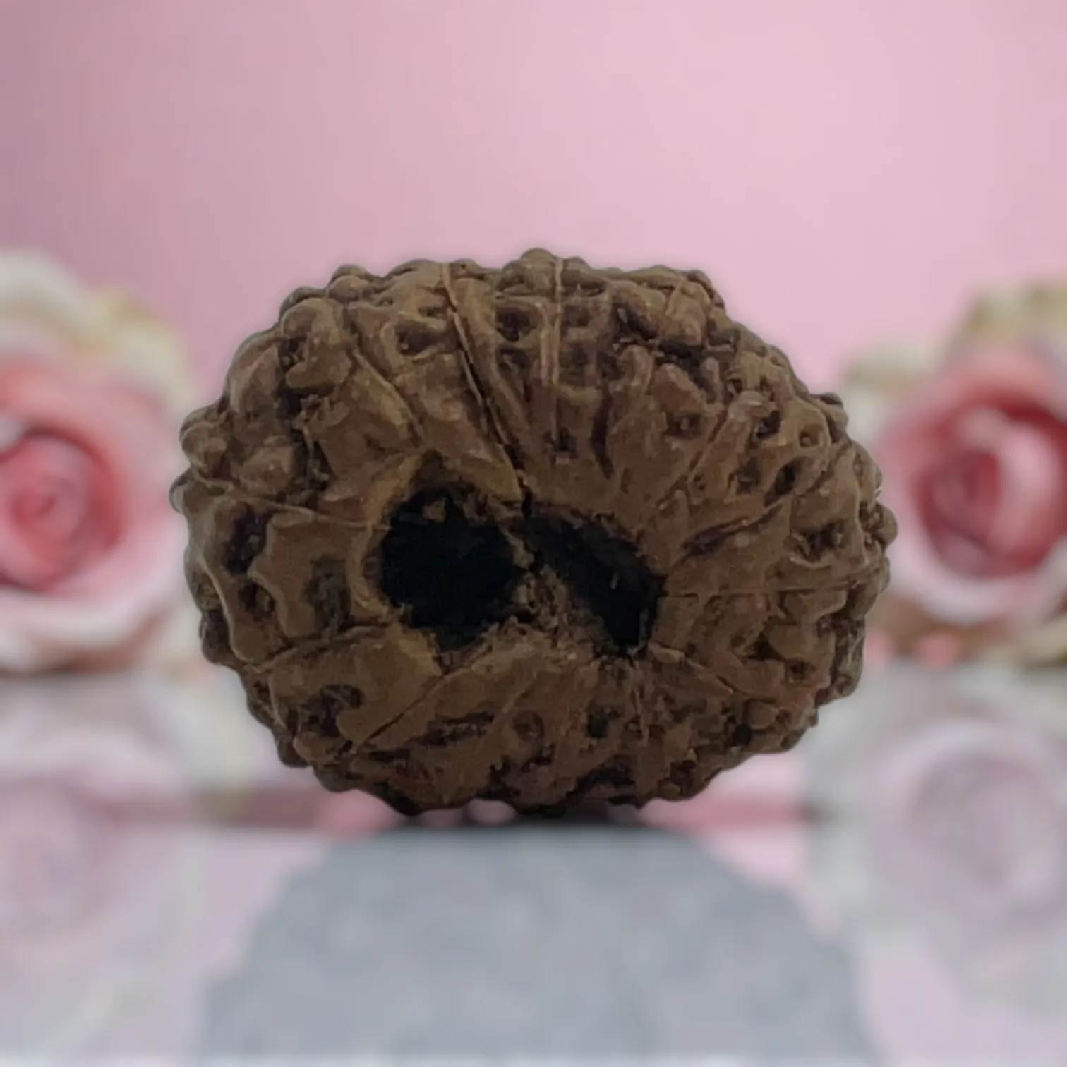 Natural 14 Mukhi Rudraksha