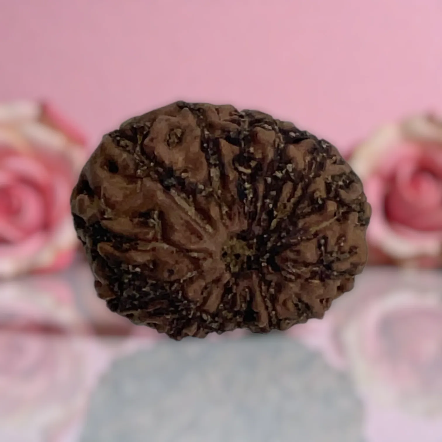 Natural 14 Mukhi Rudraksha