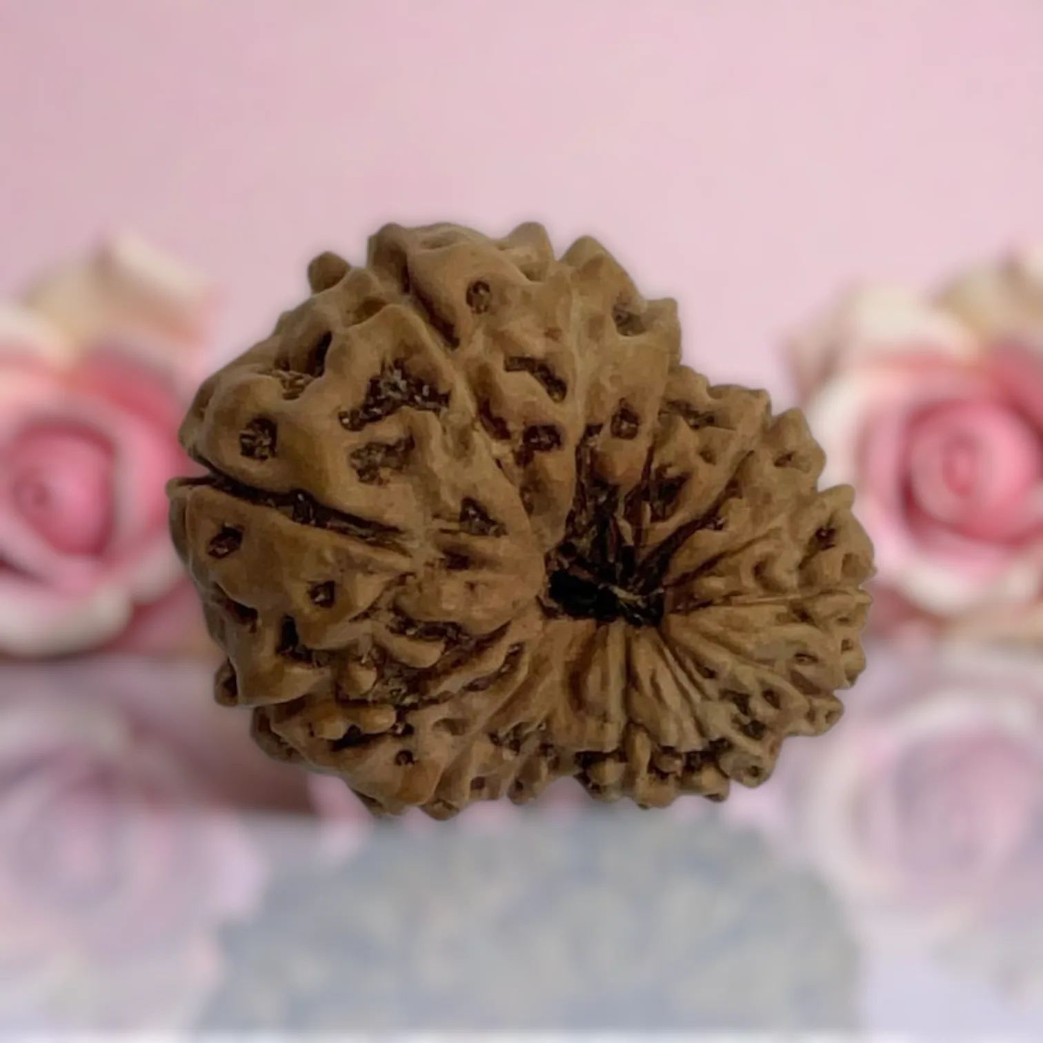 Natural 14 Mukhi Rudraksha