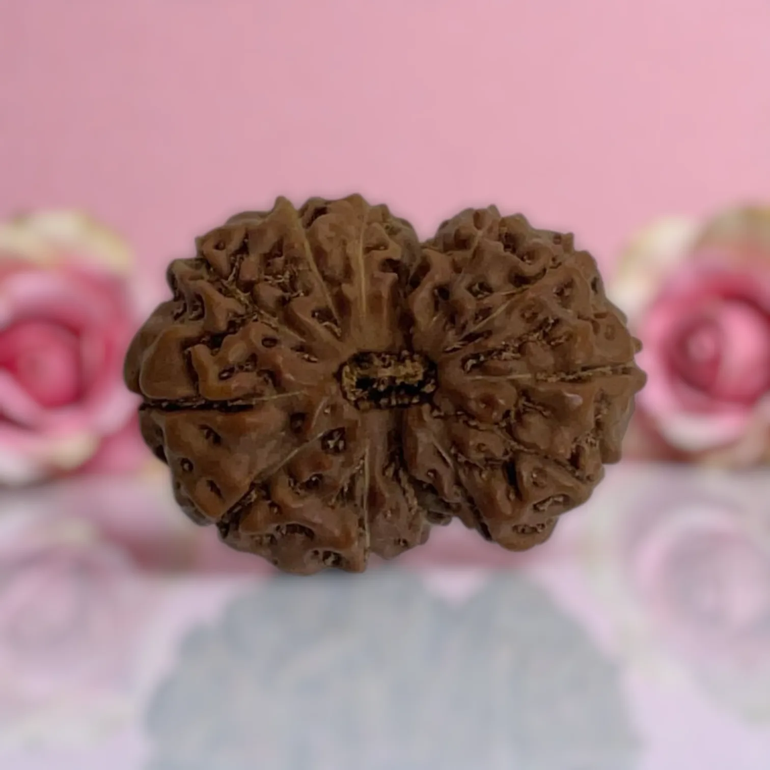Natural 14 Mukhi Rudraksha