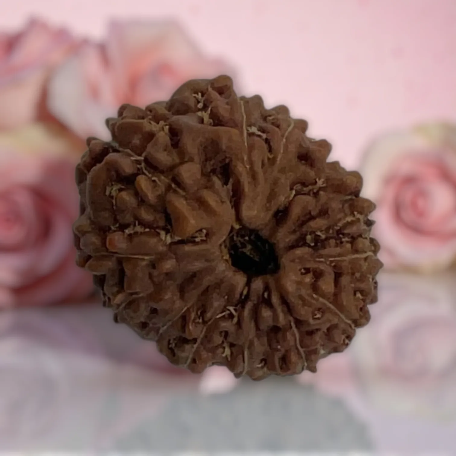 Natural 14 Mukhi Rudraksha