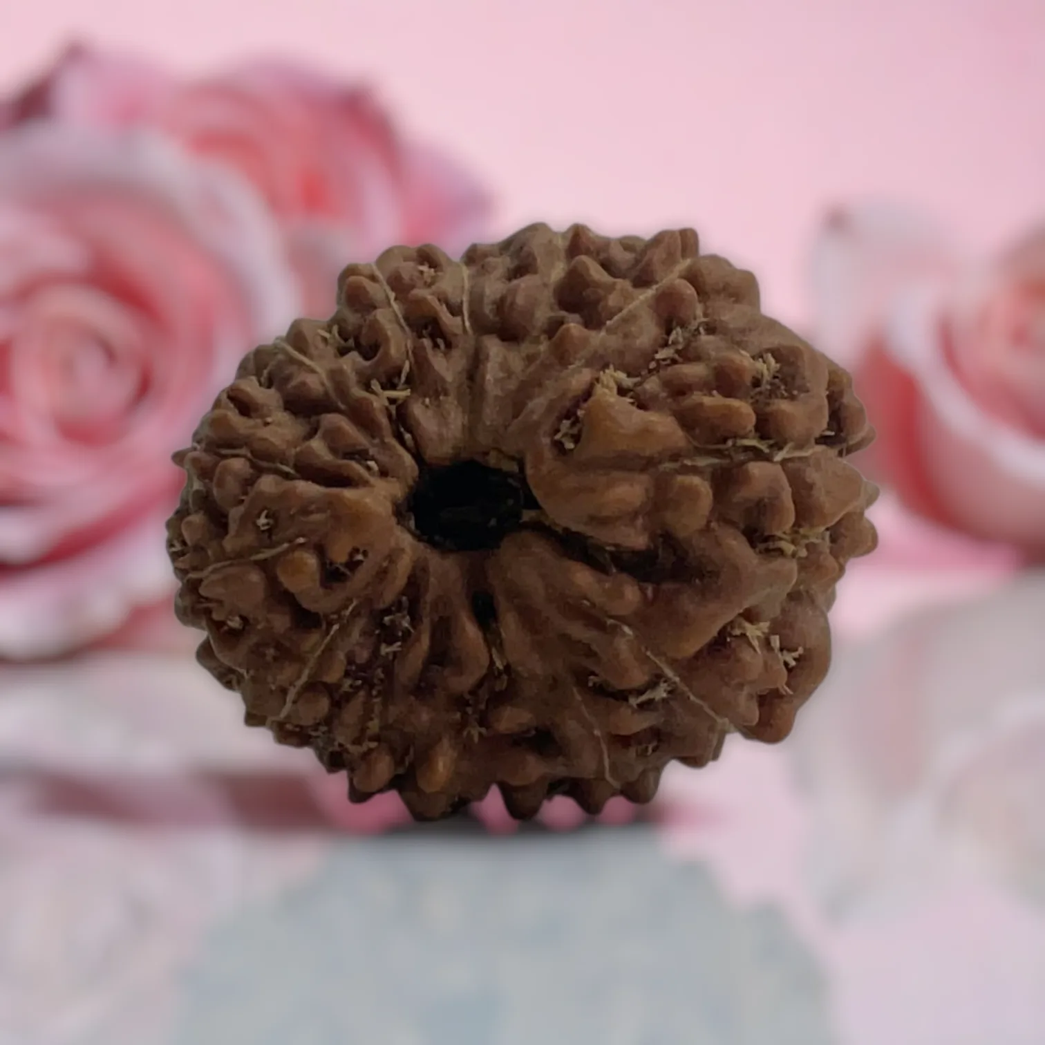 Natural 14 Mukhi Rudraksha