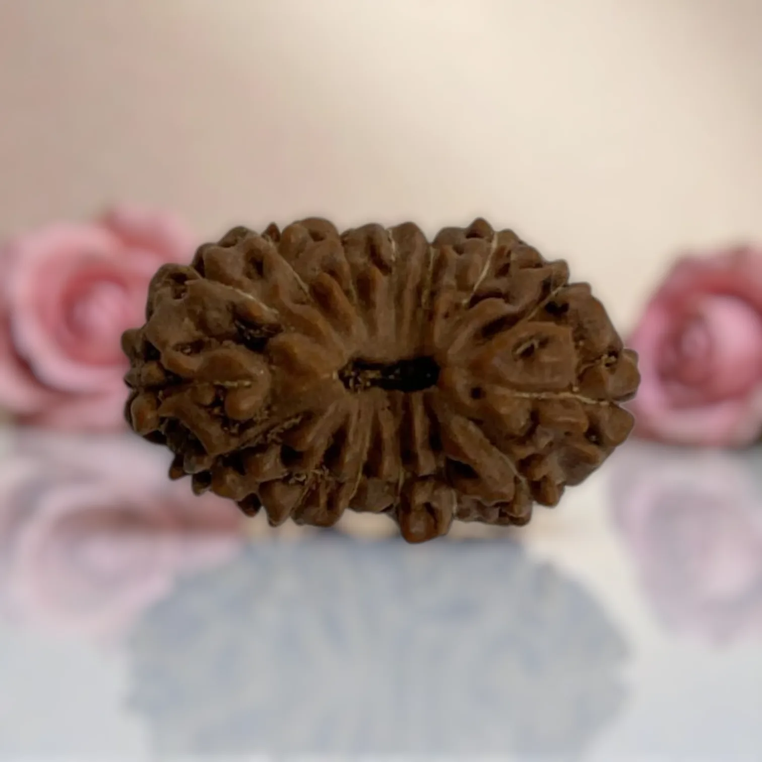 Natural 14 Mukhi Rudraksha