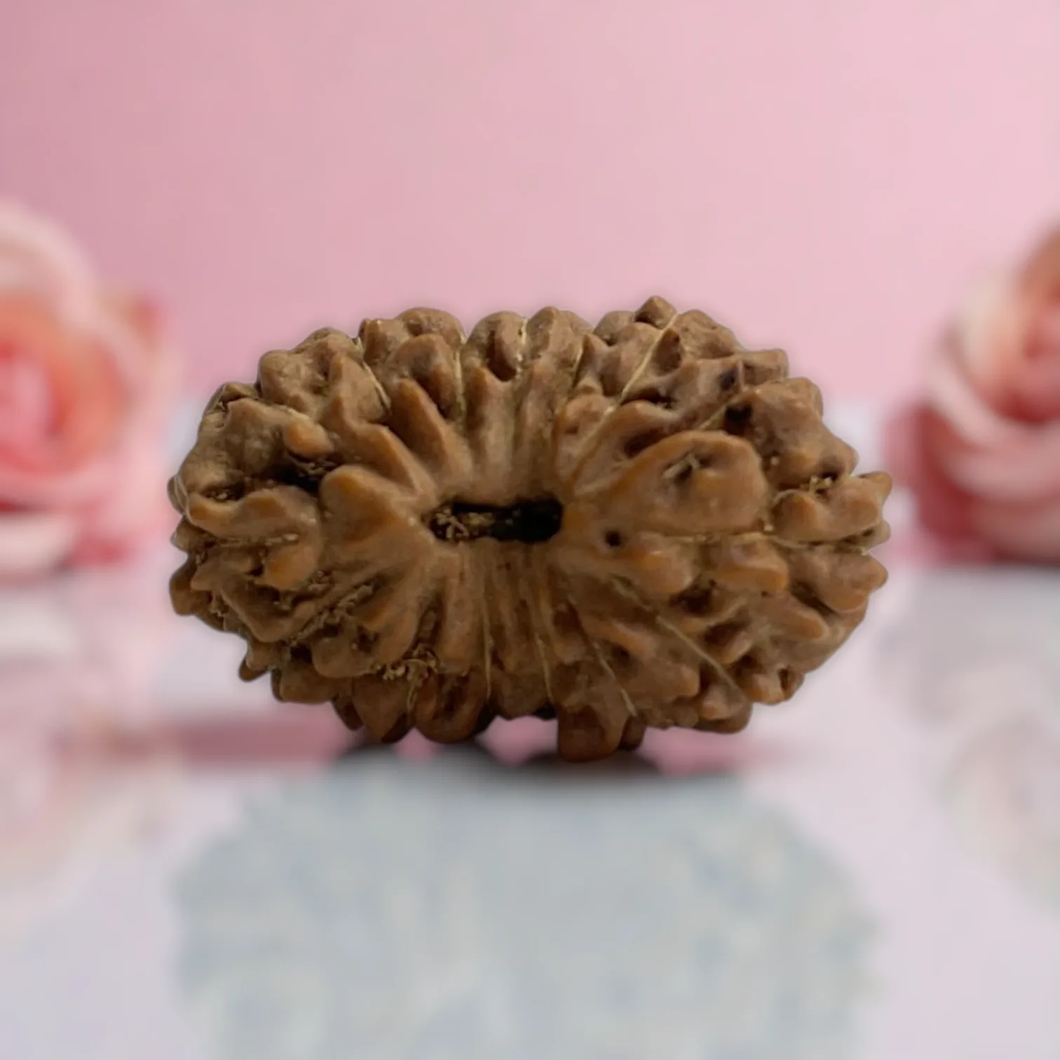 Natural 14 Mukhi Rudraksha