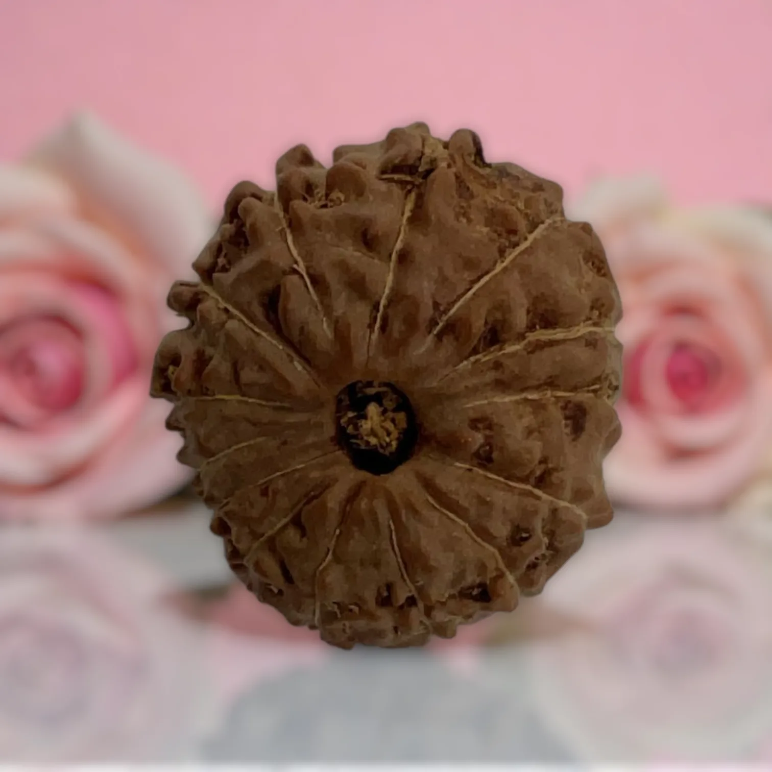 Natural 14 Mukhi Rudraksha