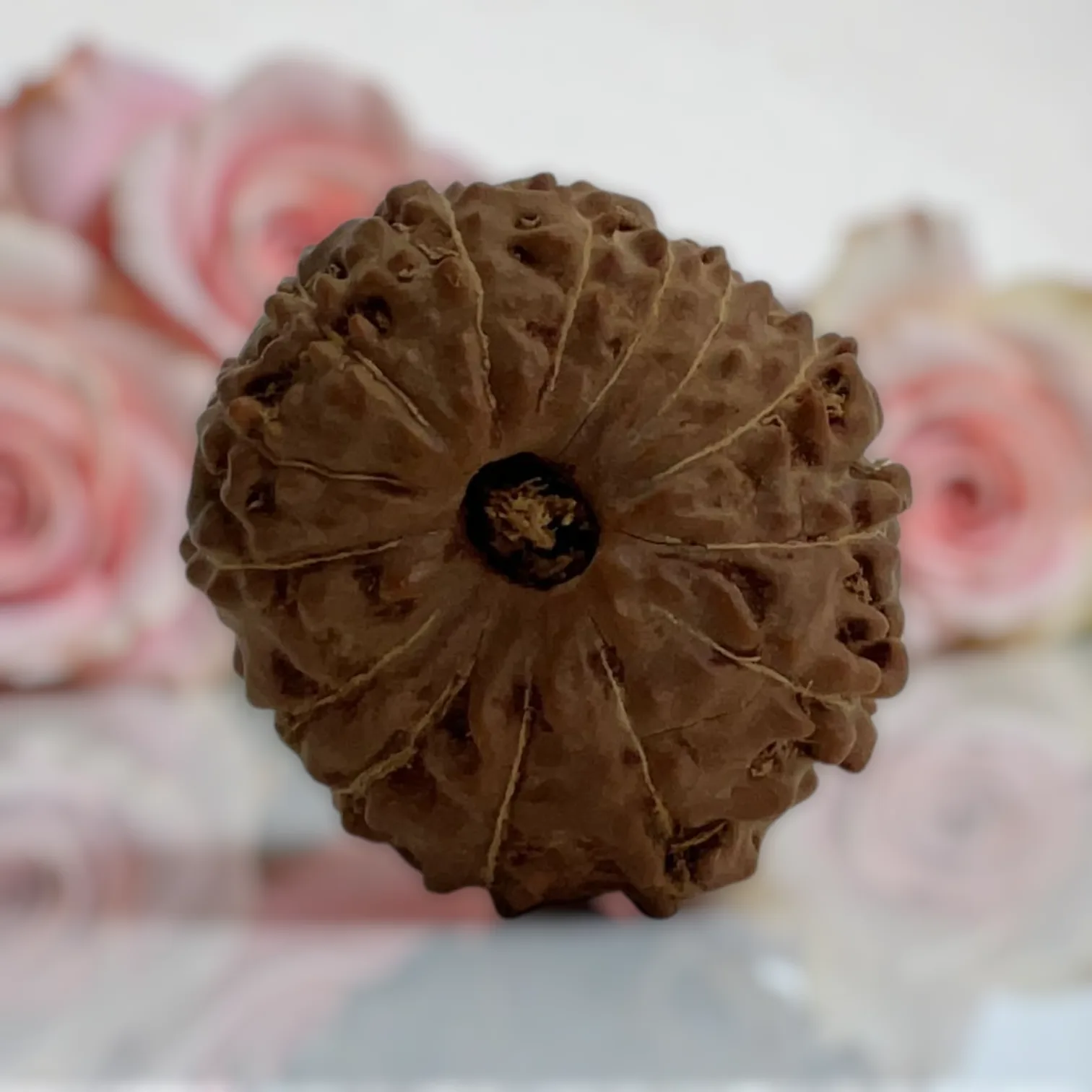 Natural 14 Mukhi Rudraksha