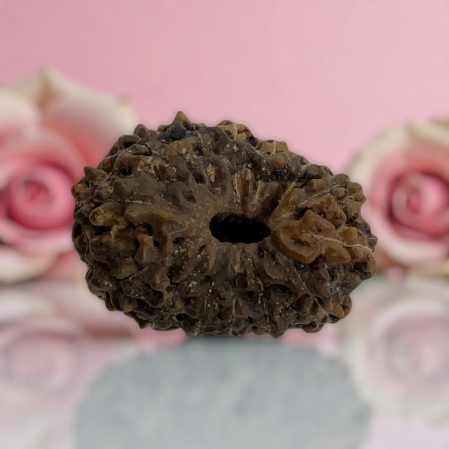 Natural 14 Mukhi Rudraksha