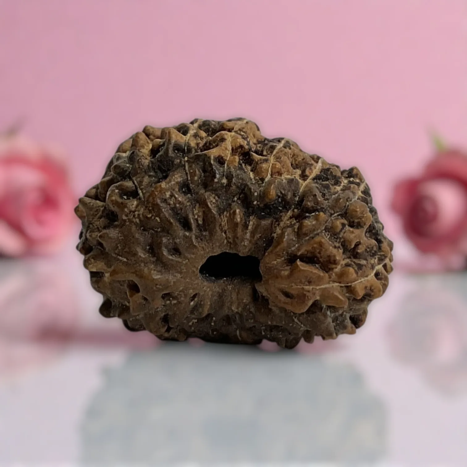 Natural 14 Mukhi Rudraksha