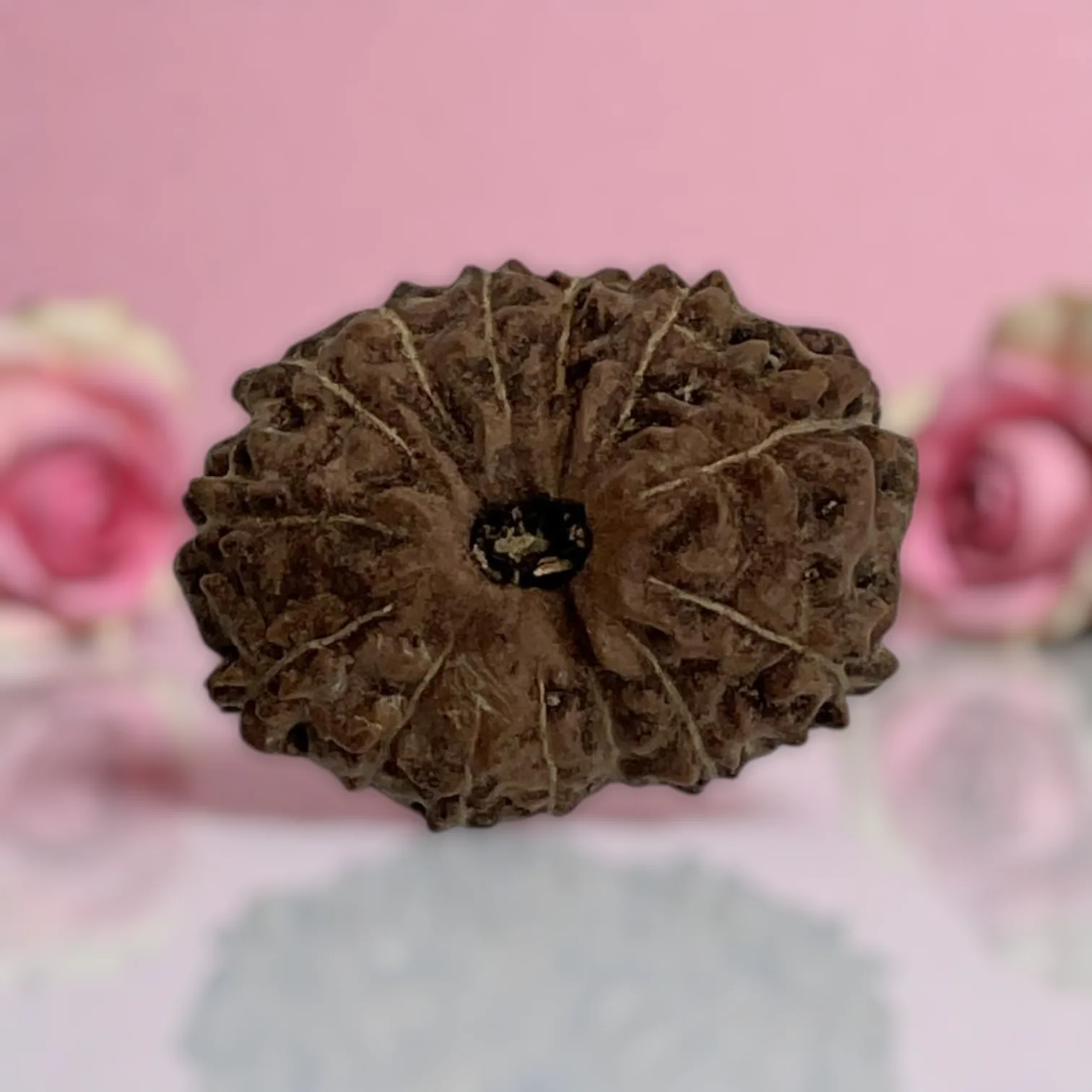 Natural 14 Mukhi Rudraksha