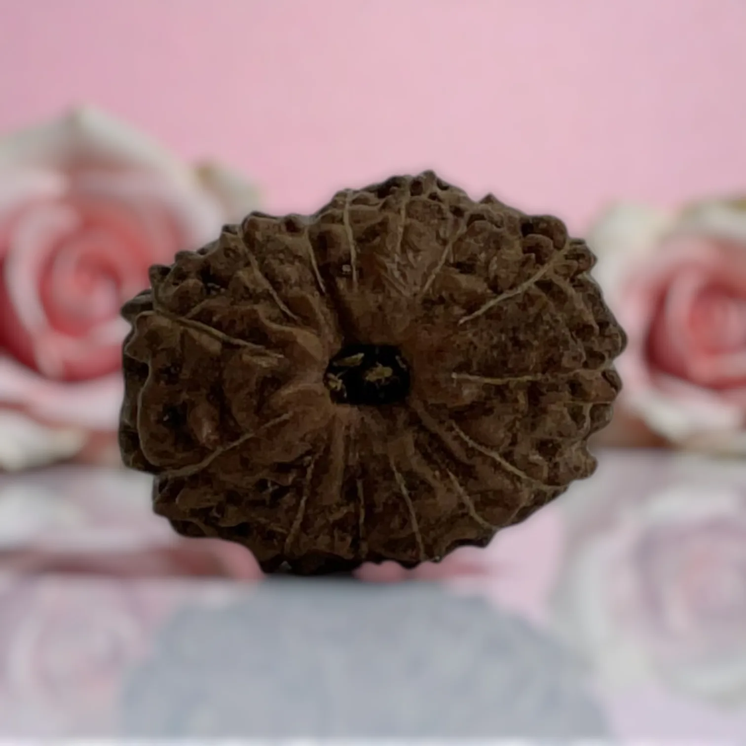Natural 14 Mukhi Rudraksha