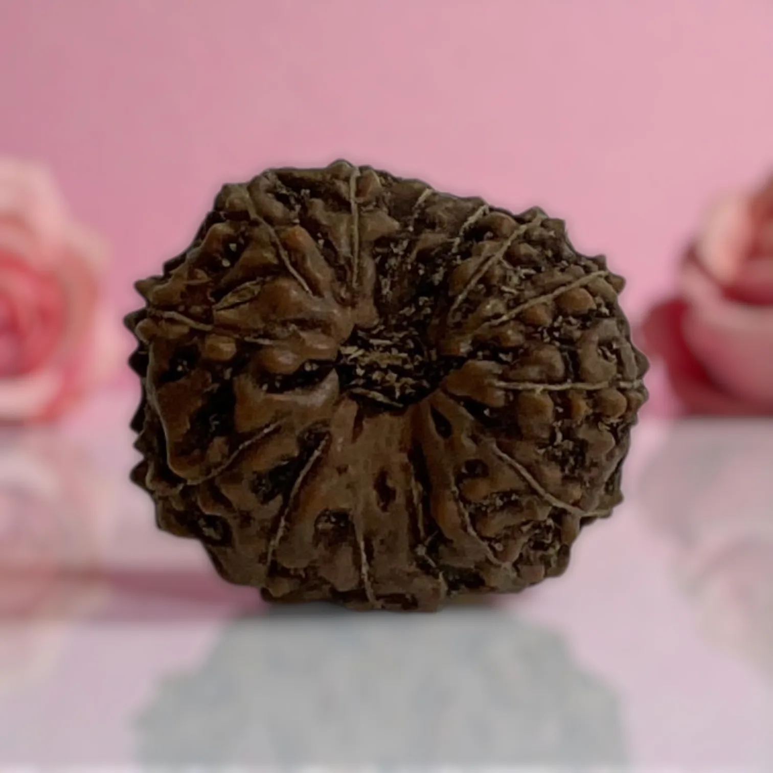 Natural 14 Mukhi Rudraksha