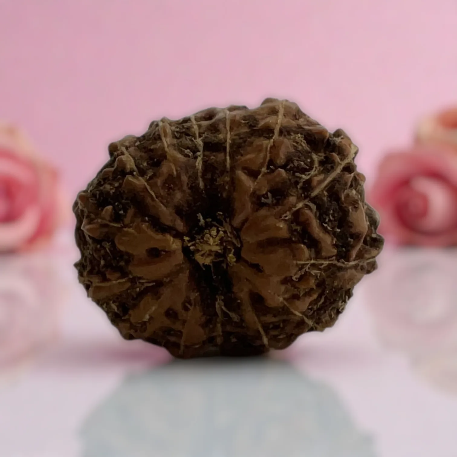 Natural 14 Mukhi Rudraksha