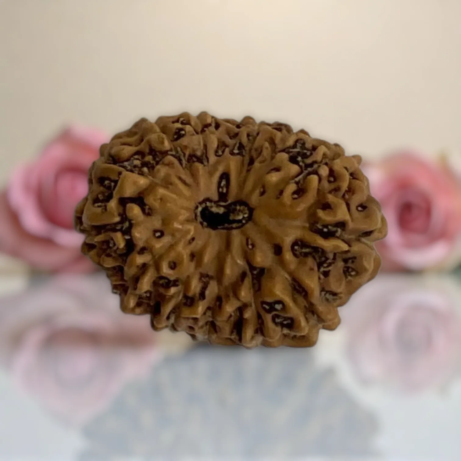 Natural 14 Mukhi Rudraksha
