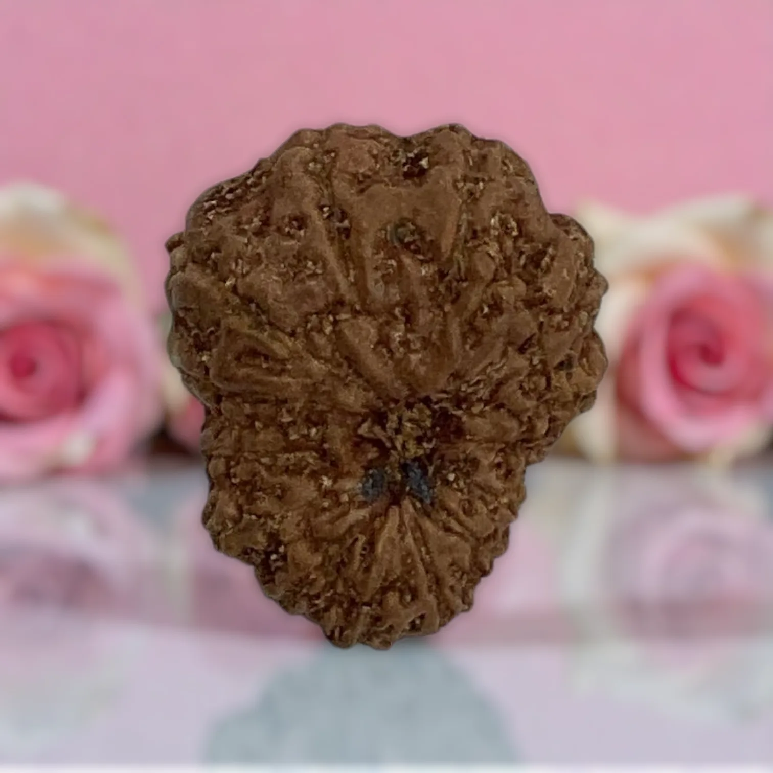 Natural 14 Mukhi Rudraksha