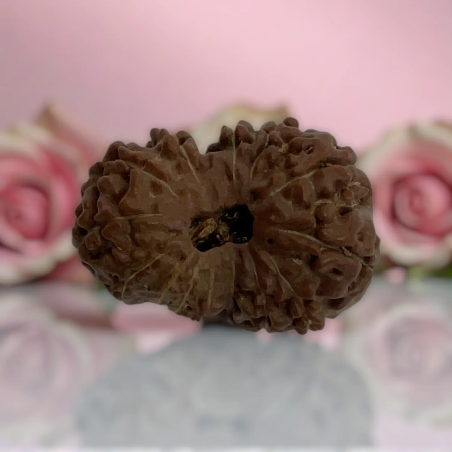 Natural 14 Mukhi Rudraksha