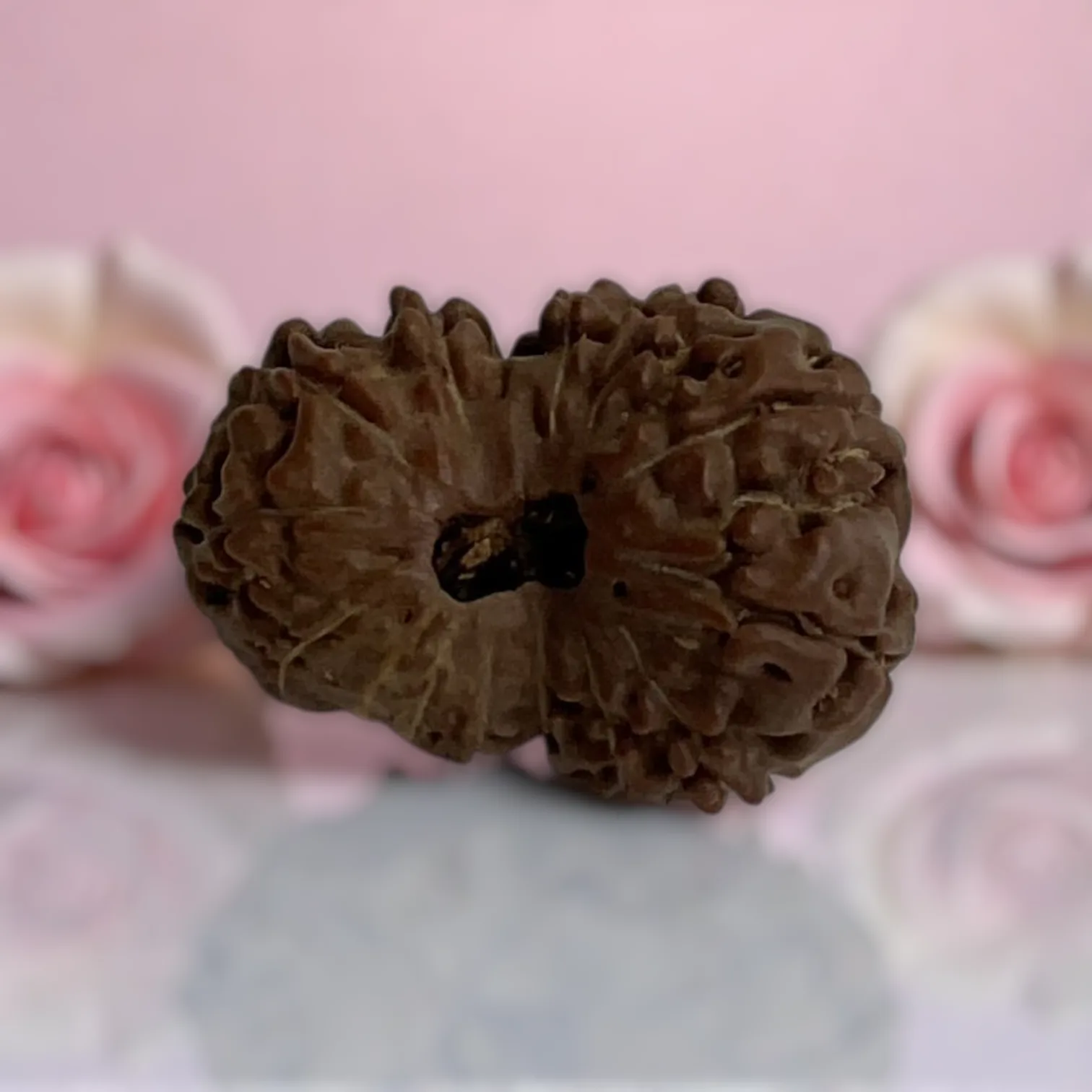 Natural 14 Mukhi Rudraksha