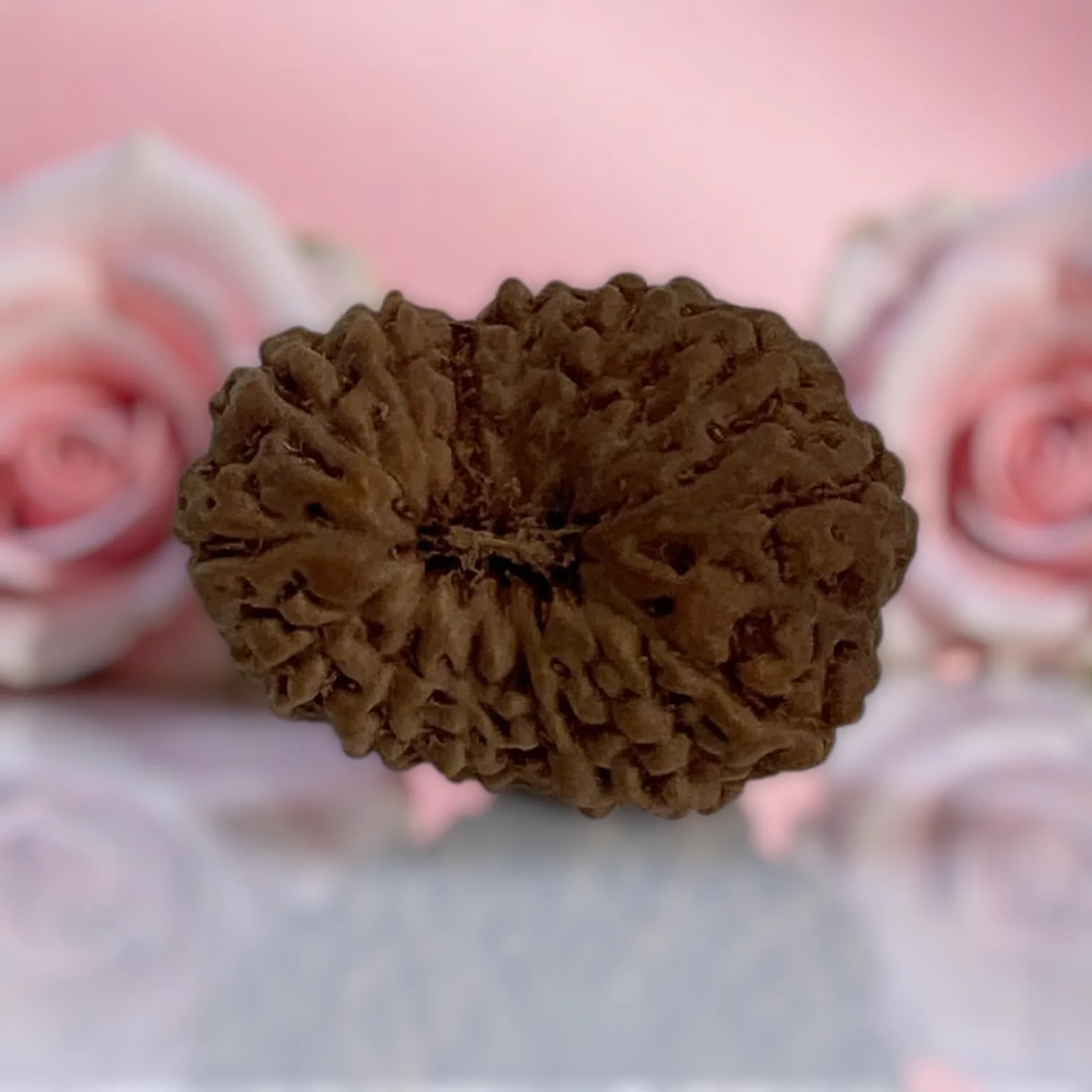 Natural 14 Mukhi Rudraksha