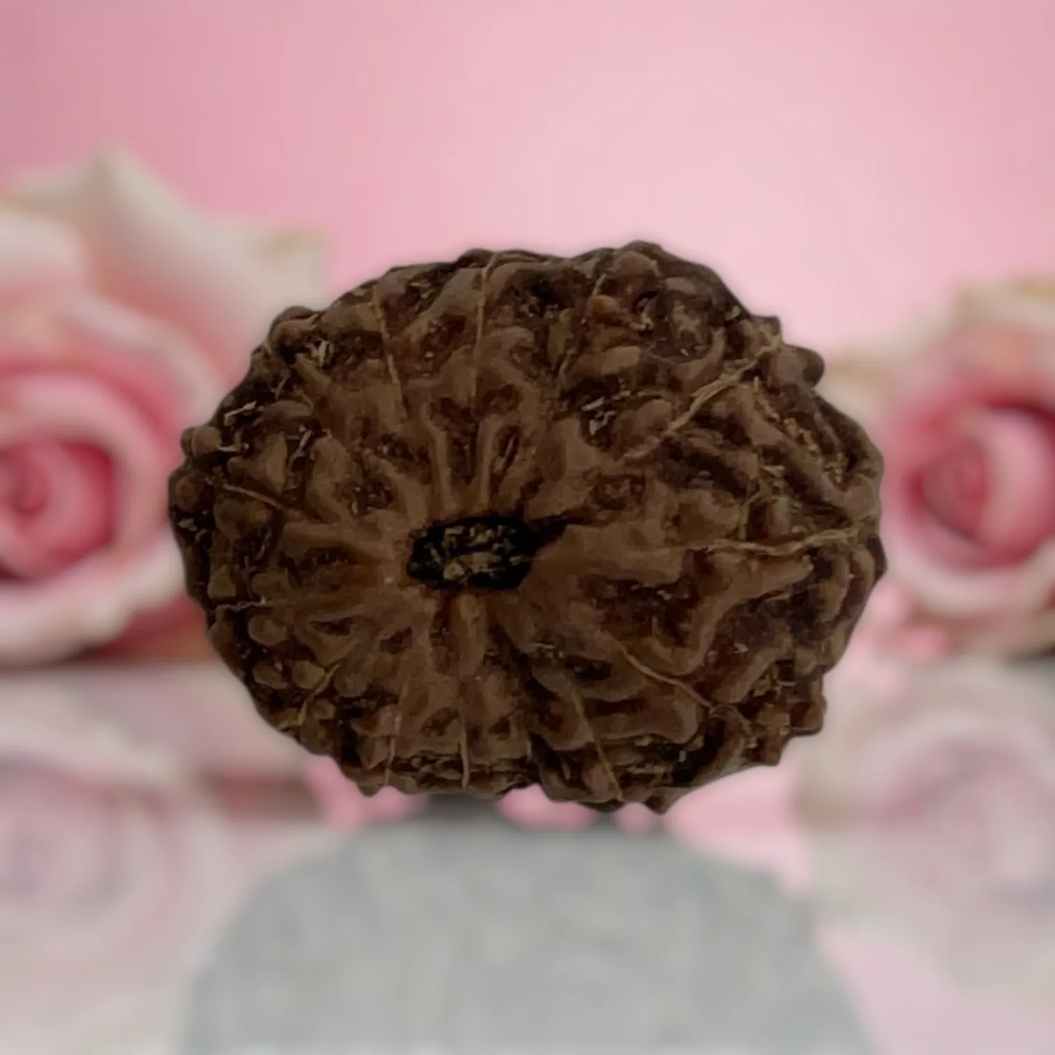 Natural 14 Mukhi Rudraksha